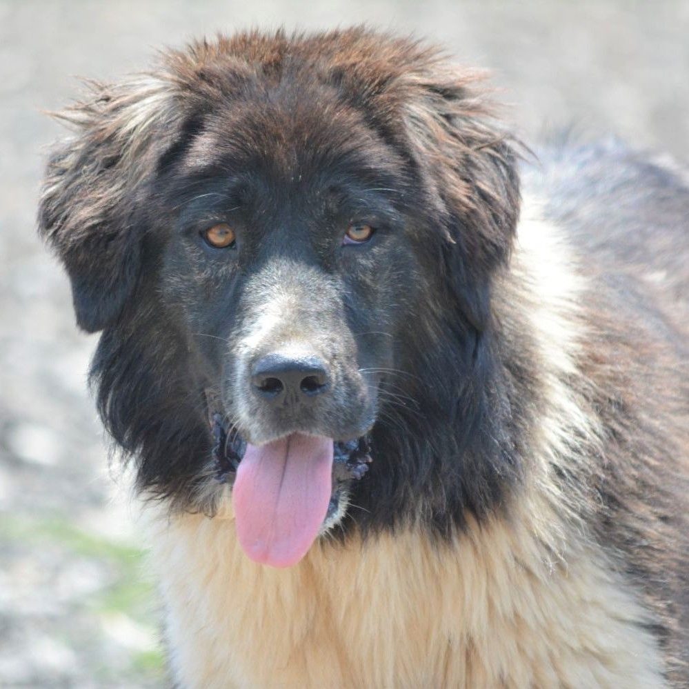 Sehr menschenbezogener Karakatschan-Junghund „Winnie“, geb. 2021, verträglich, sehr loyal und lieb