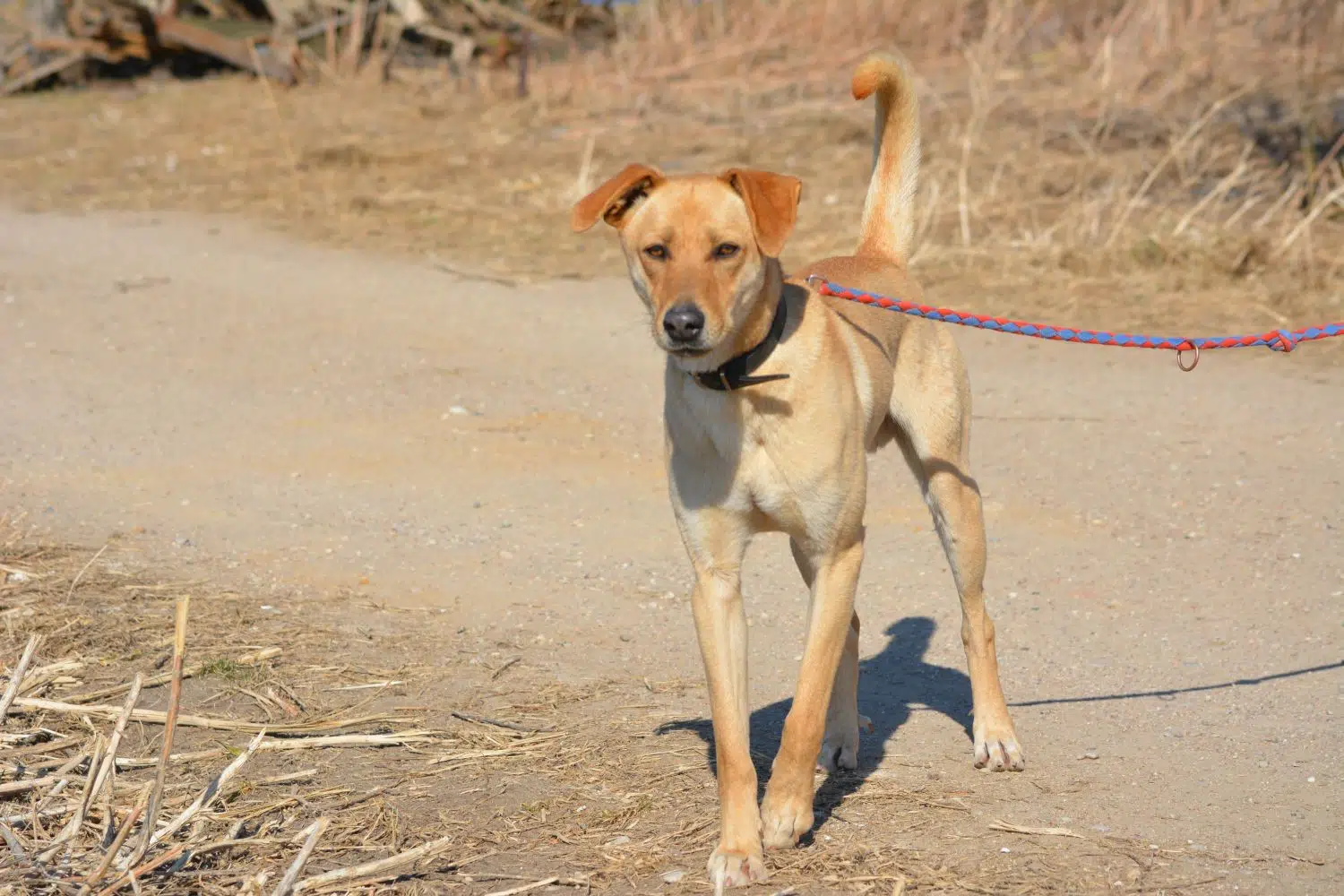 „Lotos“, ca. 1,5 Jahre, sucht Halter mit Hundeverstand