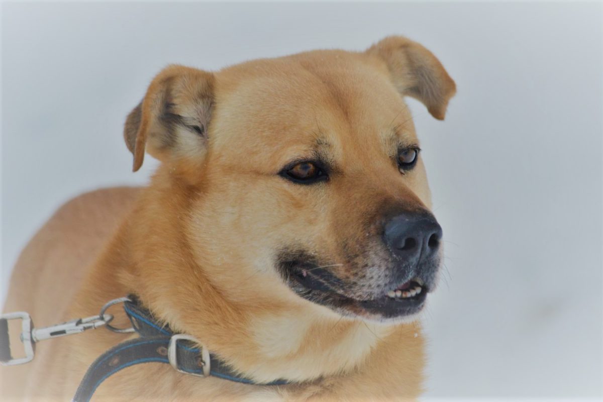 Dingo, sehr menschenbezogen und loyal!