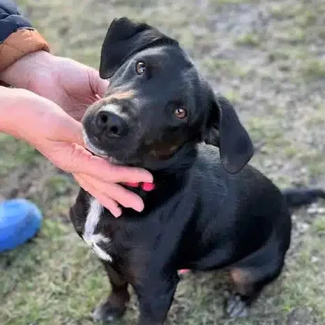 Mini-Labrador „Lumpi“, ca. 1,5 Jahre alt, sucht dringend Zuhause