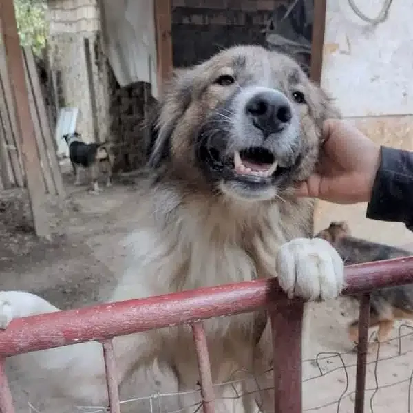 Freunde der Rasse finden in ihm einen sehr treuen Hund! Moskauer Wachhund „Alex (II)“, sehr loyal und menschenbezogen