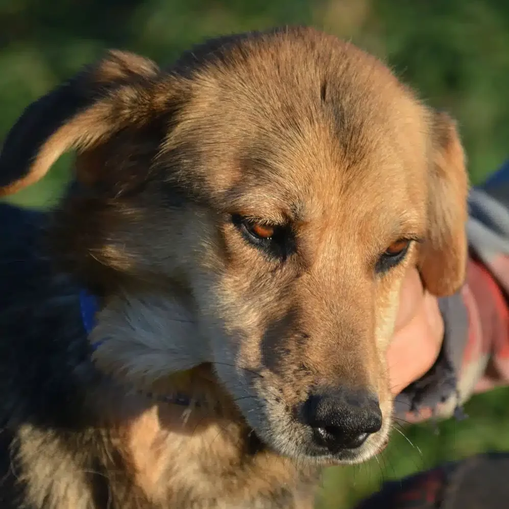 Lieber und aktiver Schäferhund-Mischling „Dingo“, ca. 5 Jahre alt, gut verträglich