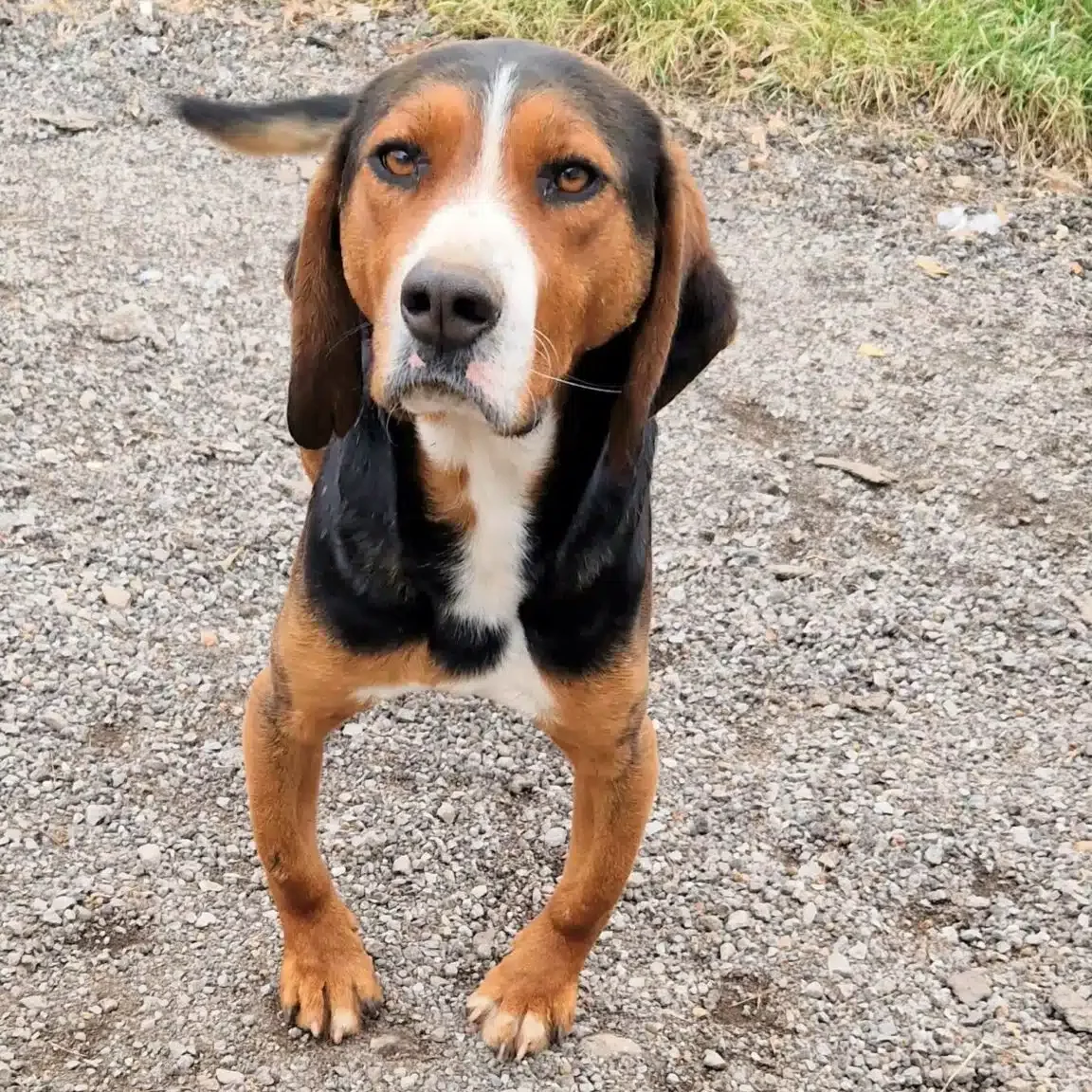 Krummbeinchen „Barry“, ca. 3 Jahre alt, Beagle-Mischling