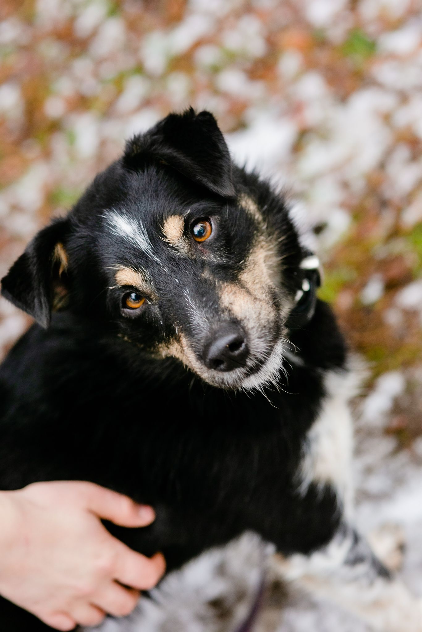 Aufgeschlossener Rüde „Edek“, ca. 2019 geb., toller Familienhund