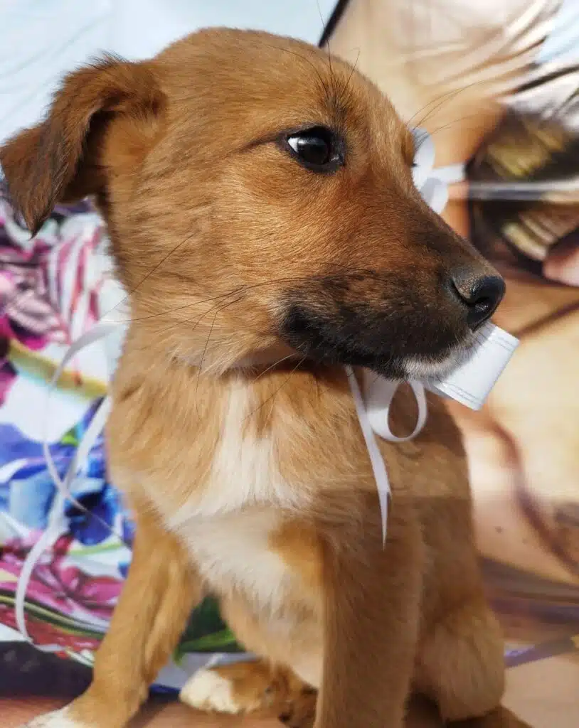 „Ilka“, liebes Hundemädchen, ca. 11.2023 geboren, sucht Zuhause