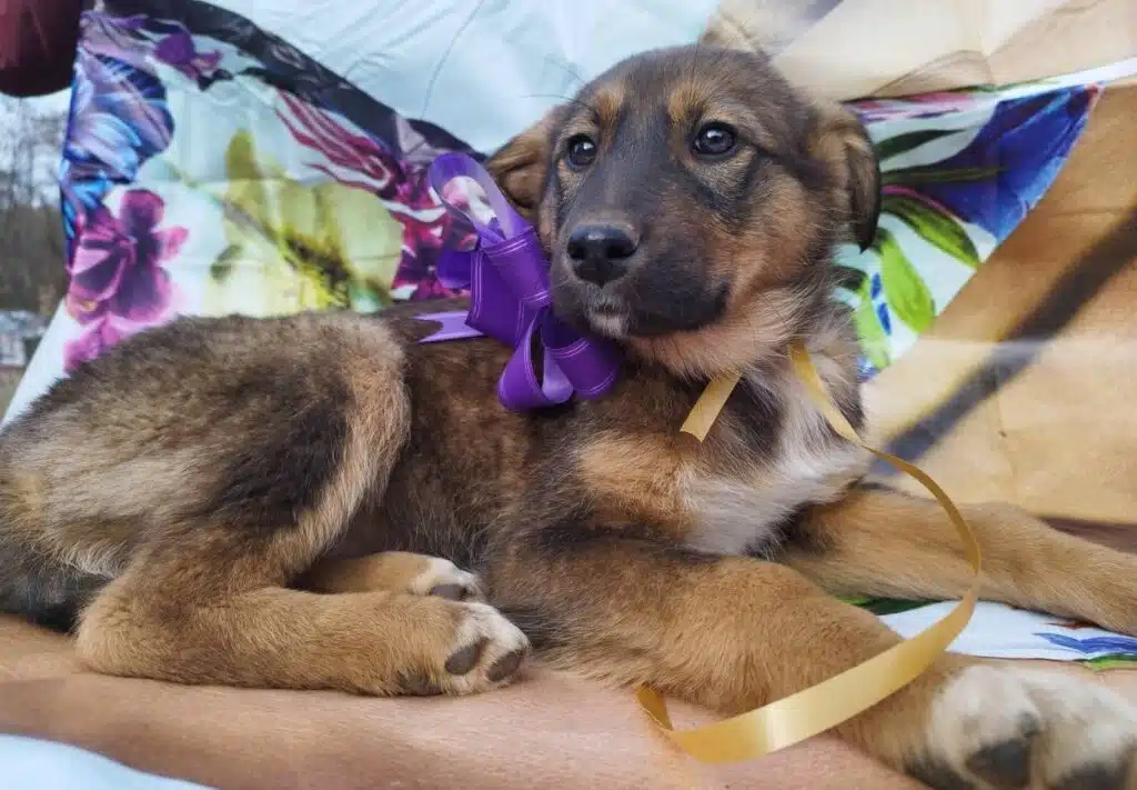 „Paloma“, liebes Hundemädchen, ca. 11.2023 geboren, sucht Zuhause