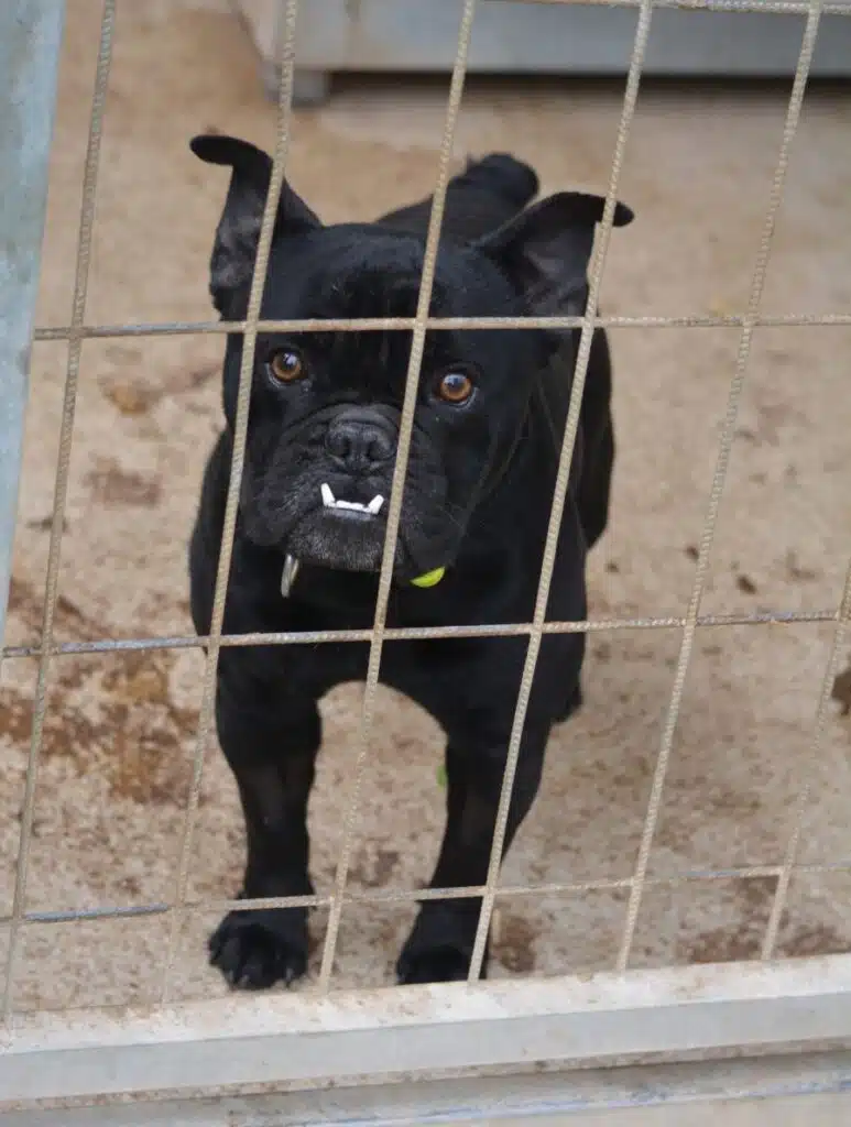 „Aresz“, sehr lieber französischer Bulldoggen Rüde, ca. 2020 geboren, gut verträglich