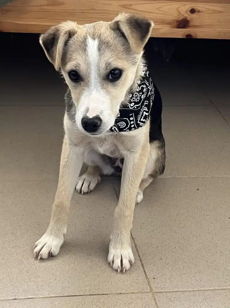 „Toffi“, liebes Hundemädchen, ca. 12.2023 geboren, sucht Zuhause