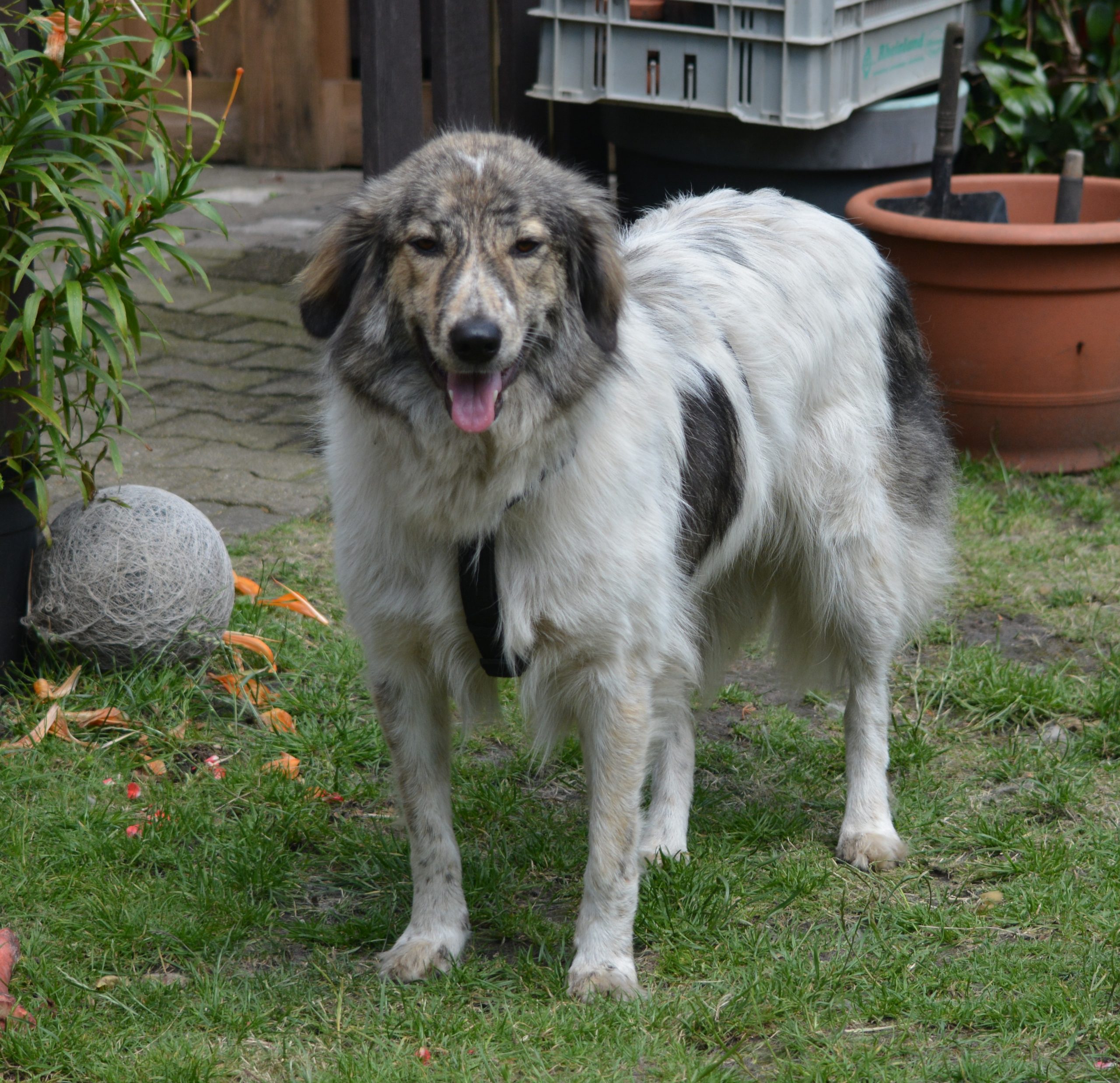 „Leonie“, geb. 02.2022, sucht Zuhause, sehr sozial mit anderen Hunden, menschenbezogen; auf PS in Bottrop