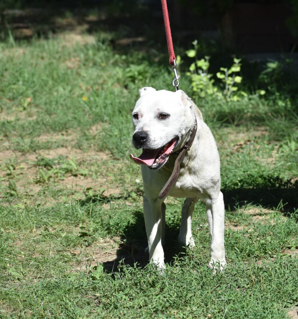 Dogo Argentino Fans aufgepasst: „ENZO“ (geb. ca. 2020) sucht Euch. Ein aktiver, kraftvoller Rüde, der Freunde seiner Rasse sucht.
