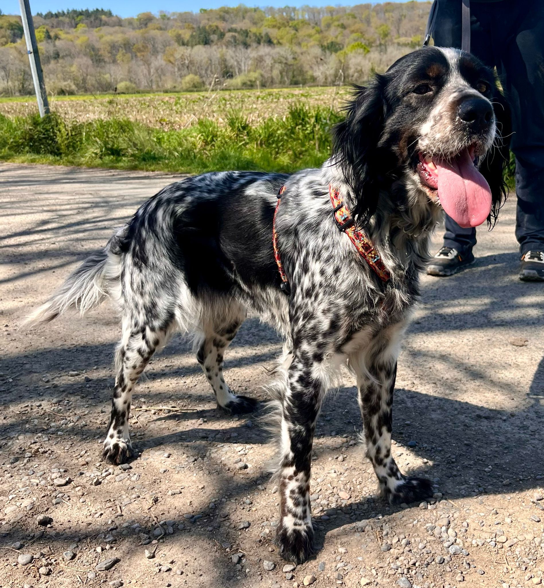 „Stella“, English Setter Hündin, ca. 03.2023 geb.