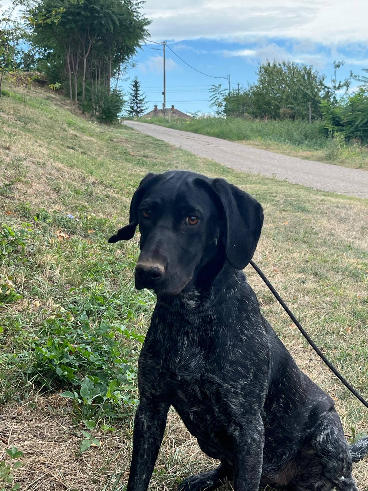 ***Reserviert*** Absolute Traumhündin „Dora“ sucht ein sportliches Zuhause. Geb. 10.10.2024