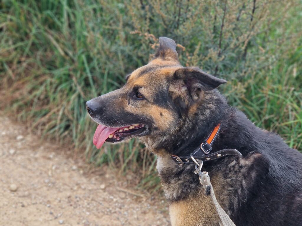 Lieber, verschmuster Schäfi-Mix Rüde „Goofy (Goffik)“, ca.2018 geboren.