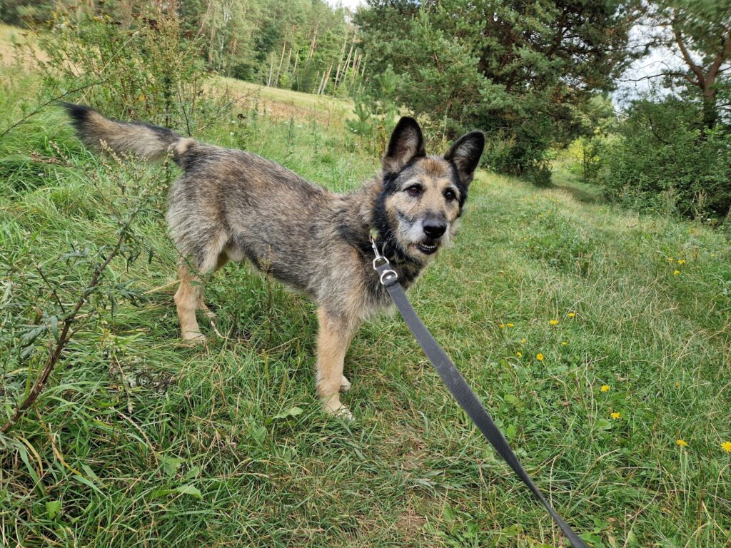 Liebenswerter Zausel „Jurko“, ca. 2017 geb.