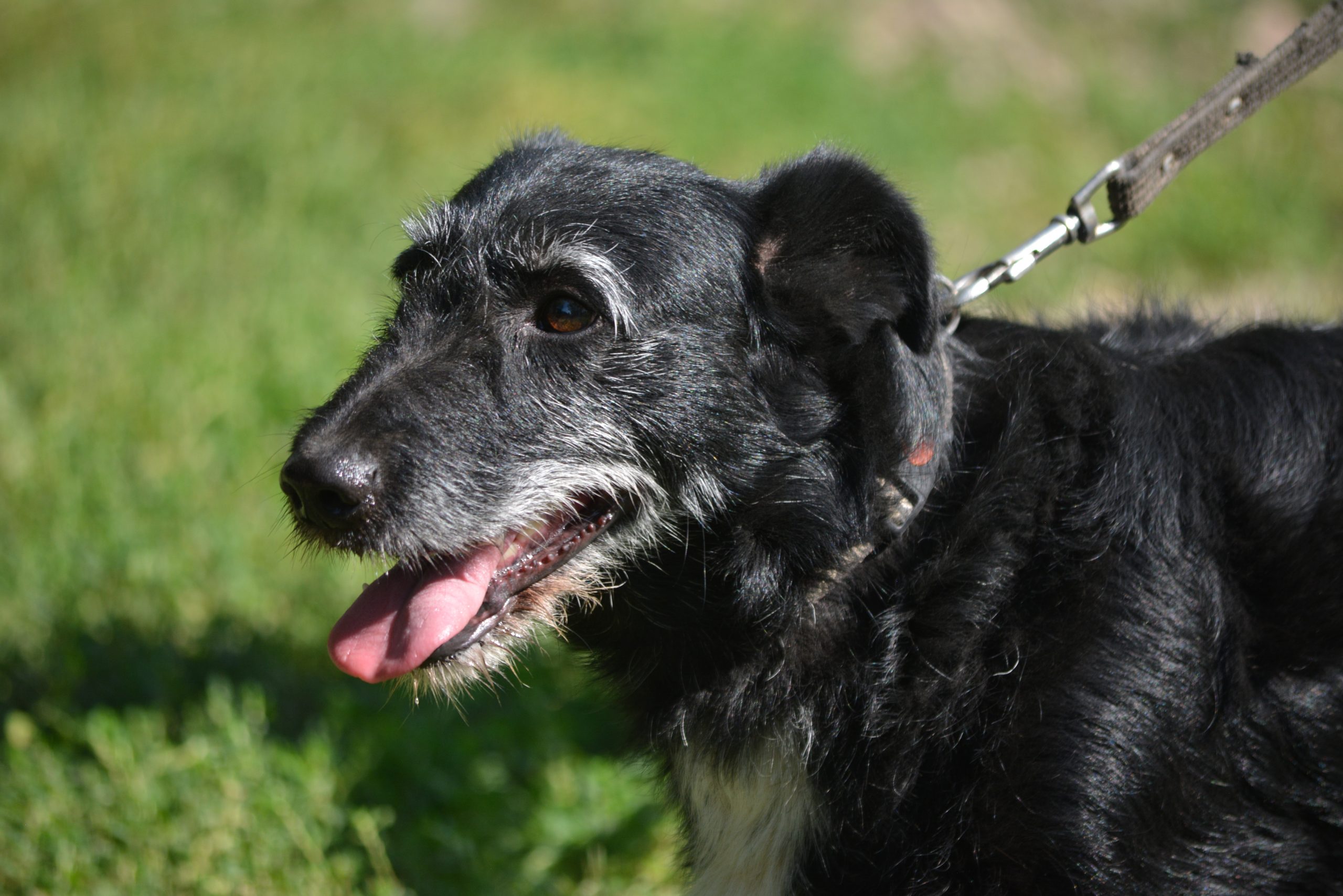 Kleiner Hundemann „Karlchen (KRUCZEK)“, ca. 2021/2022 geboren, sehr lieb und menschenbezogen.