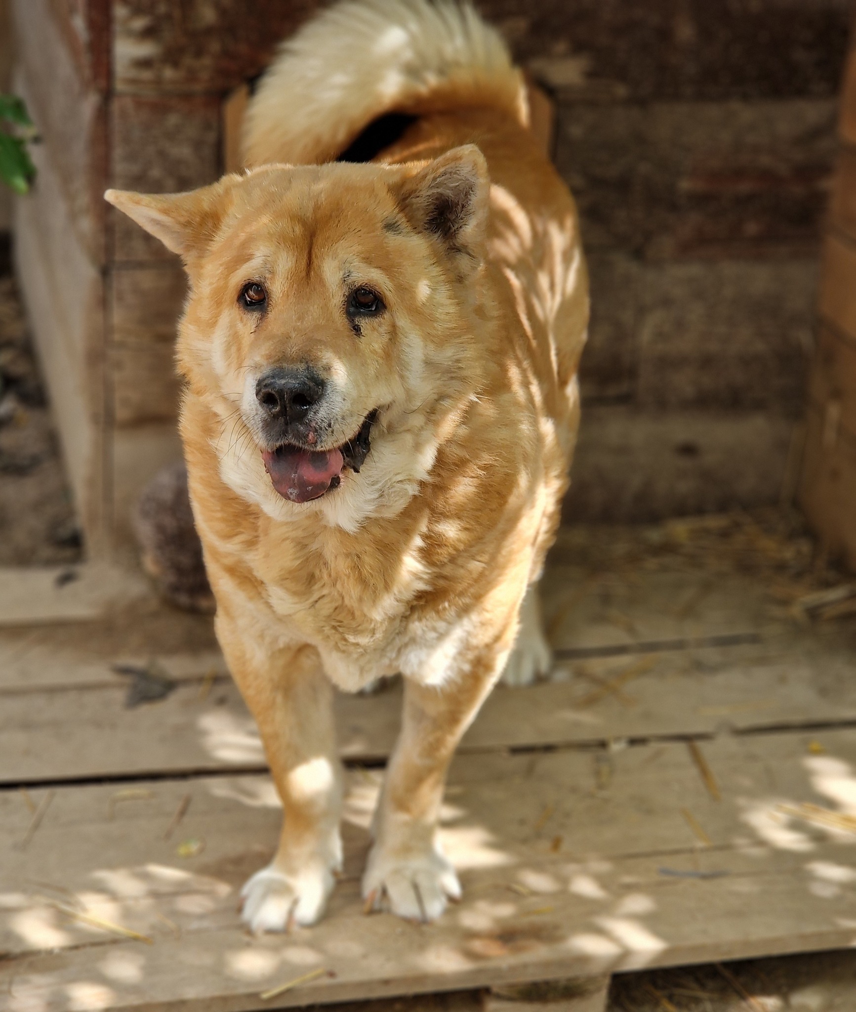Kleine Knautschnase „Leon“ (Sharpei-Mix), ca. 2011/2012 geb., gut verträglich, sehr lieb, ruhig und anhänglich, hat sein Herrchen verloren, weint ganz doll im Tierheim