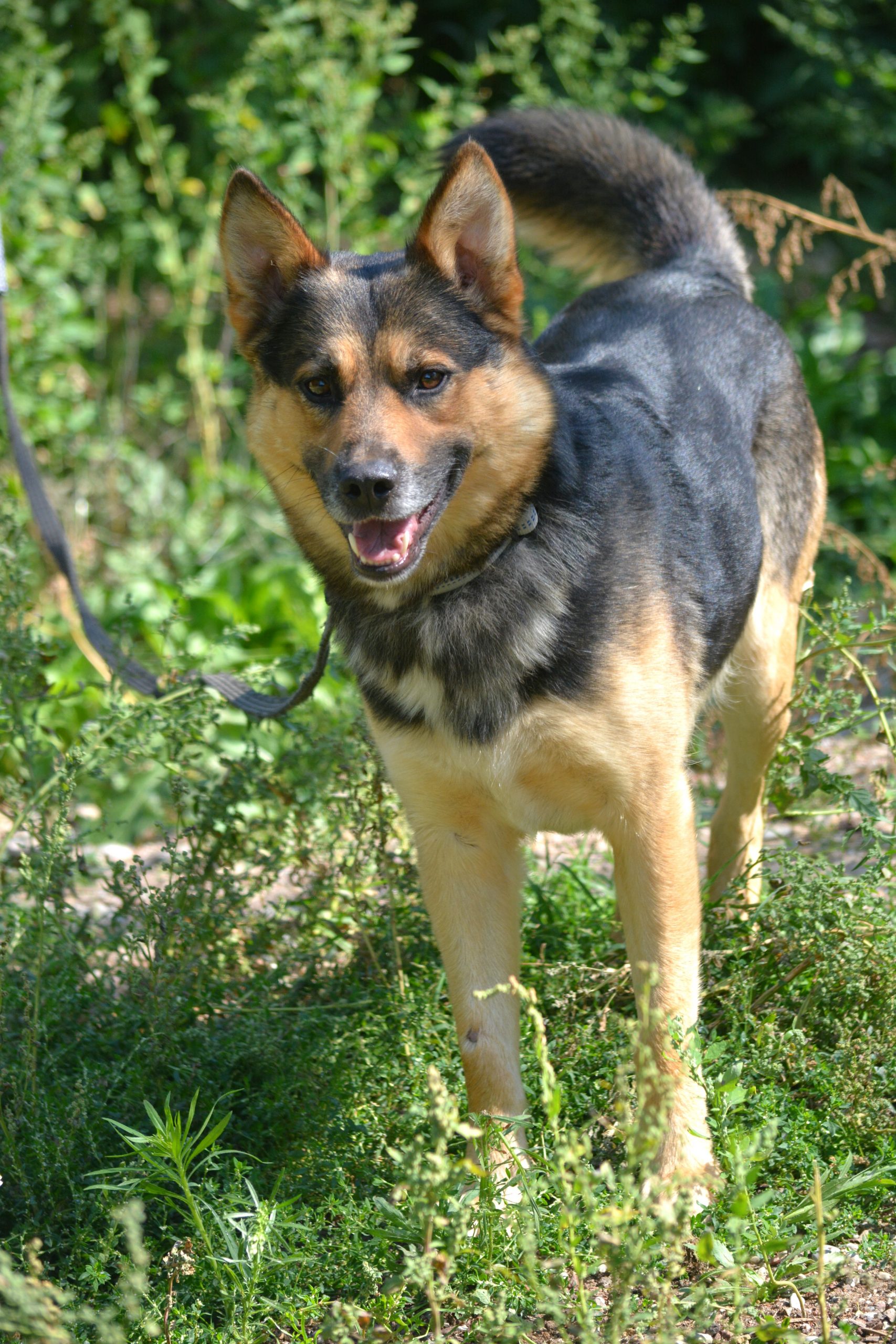Freundlicher Rüde „Lolo“, ca. 2021 geboren, sucht Familie.