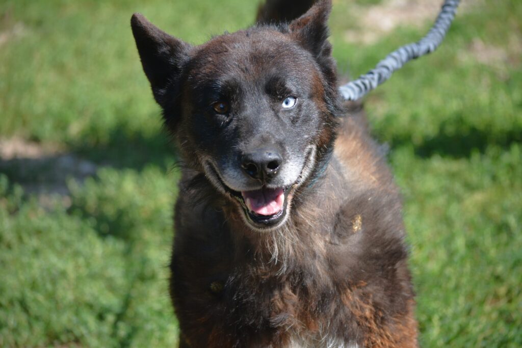 Ein ganz besonderer Hund, „Madi“, ca. 2020 geboren. Lieber anhänglicher Rüde.