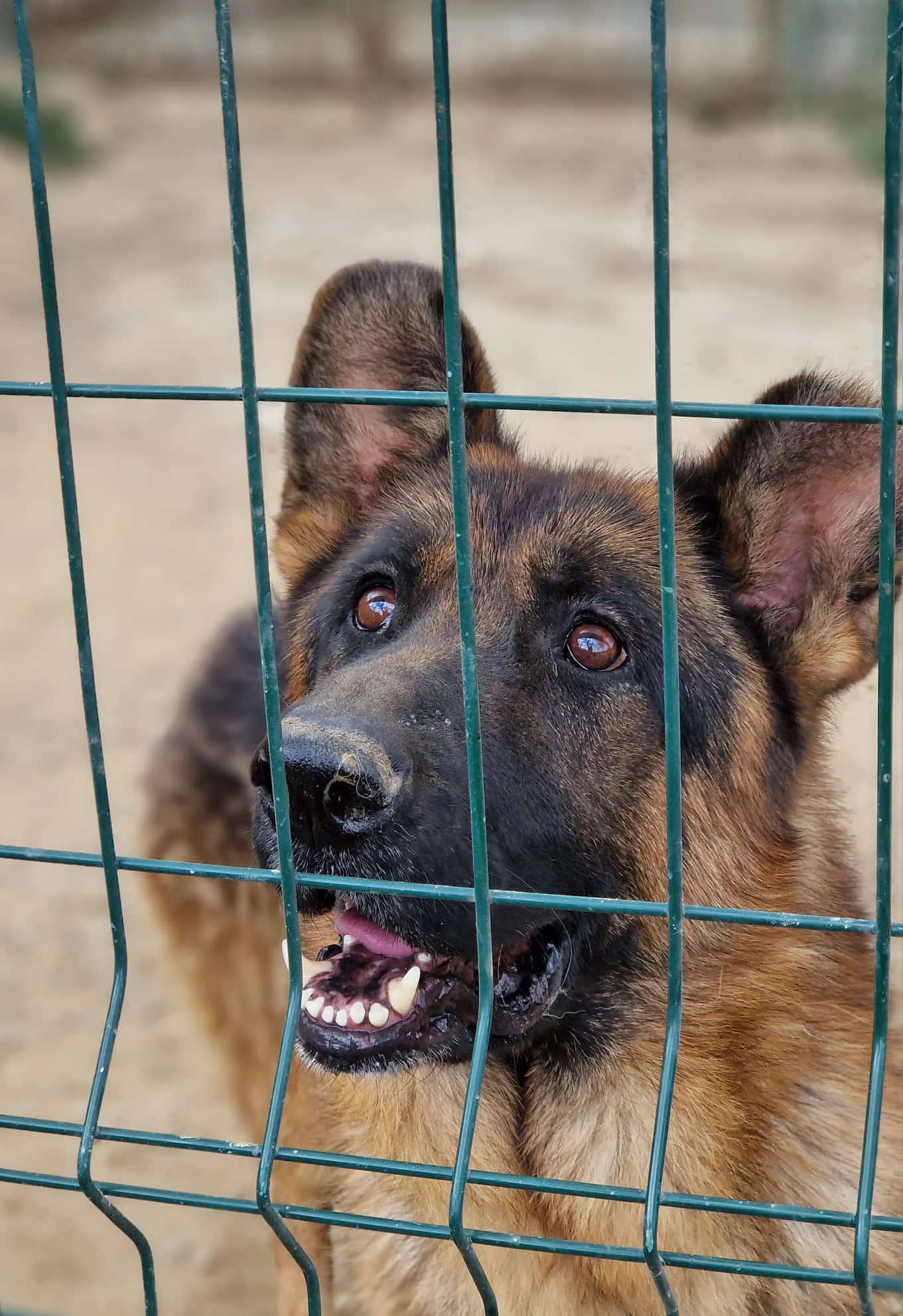 Lieber Schäferhund Rüde „Max“, ca. 2022/2023 geboren, lieb, ruhig, sanftes Wesen.