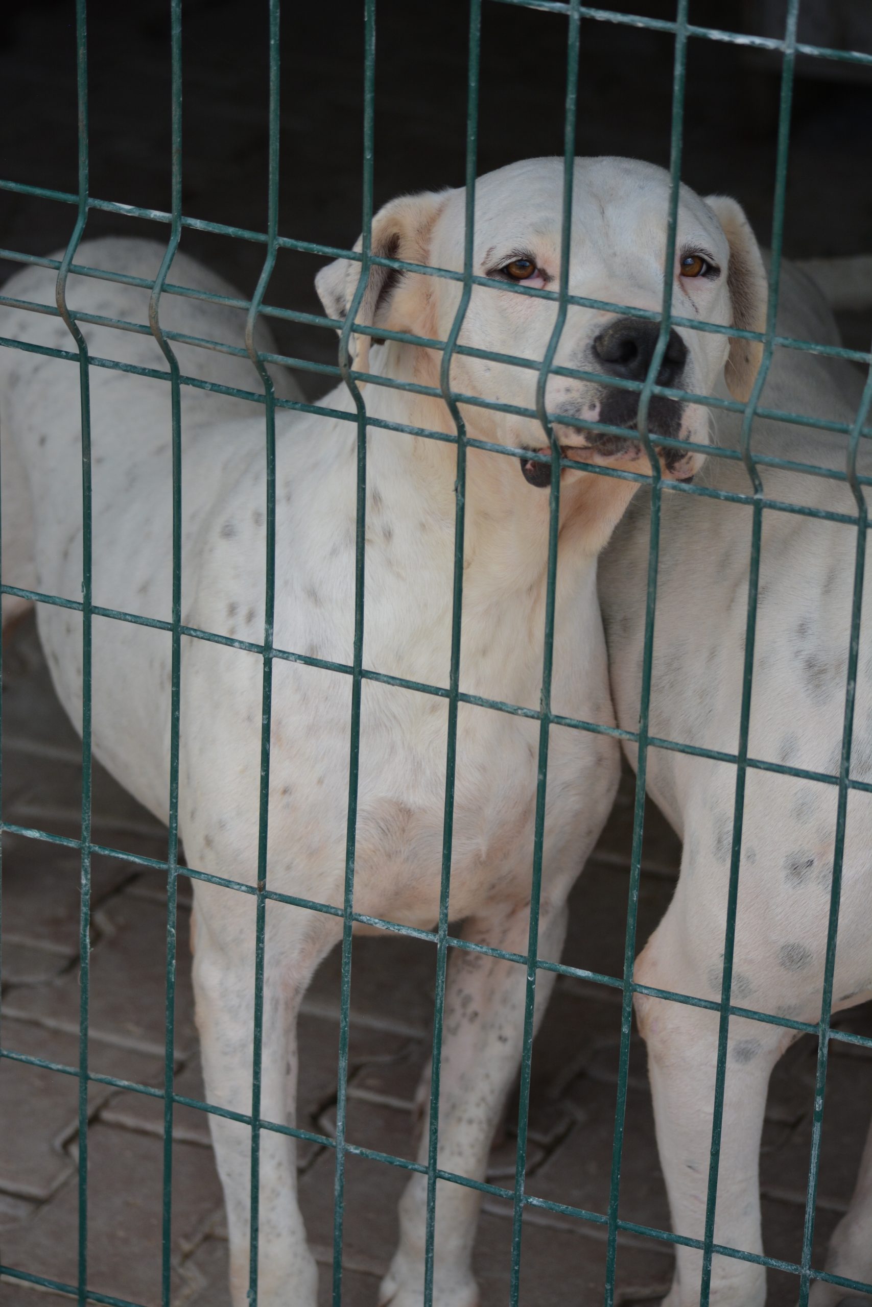 „Askan“, ca. 2020/2021 geboren. Ein toller Dogo Argentino Rüde!
