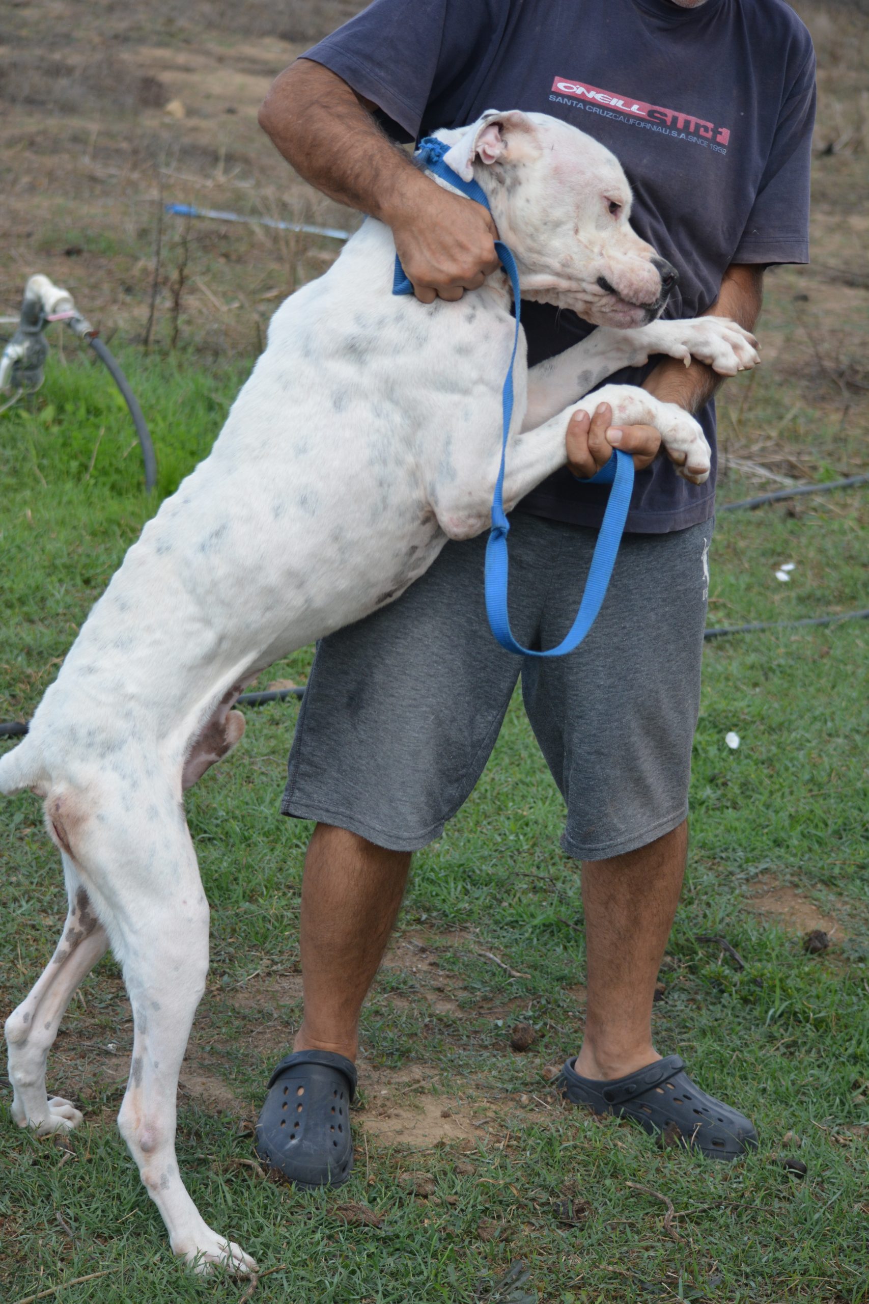Dogo Argentino „Askar“ sucht Freunde seiner Rasse, ca. 2020 geboren.