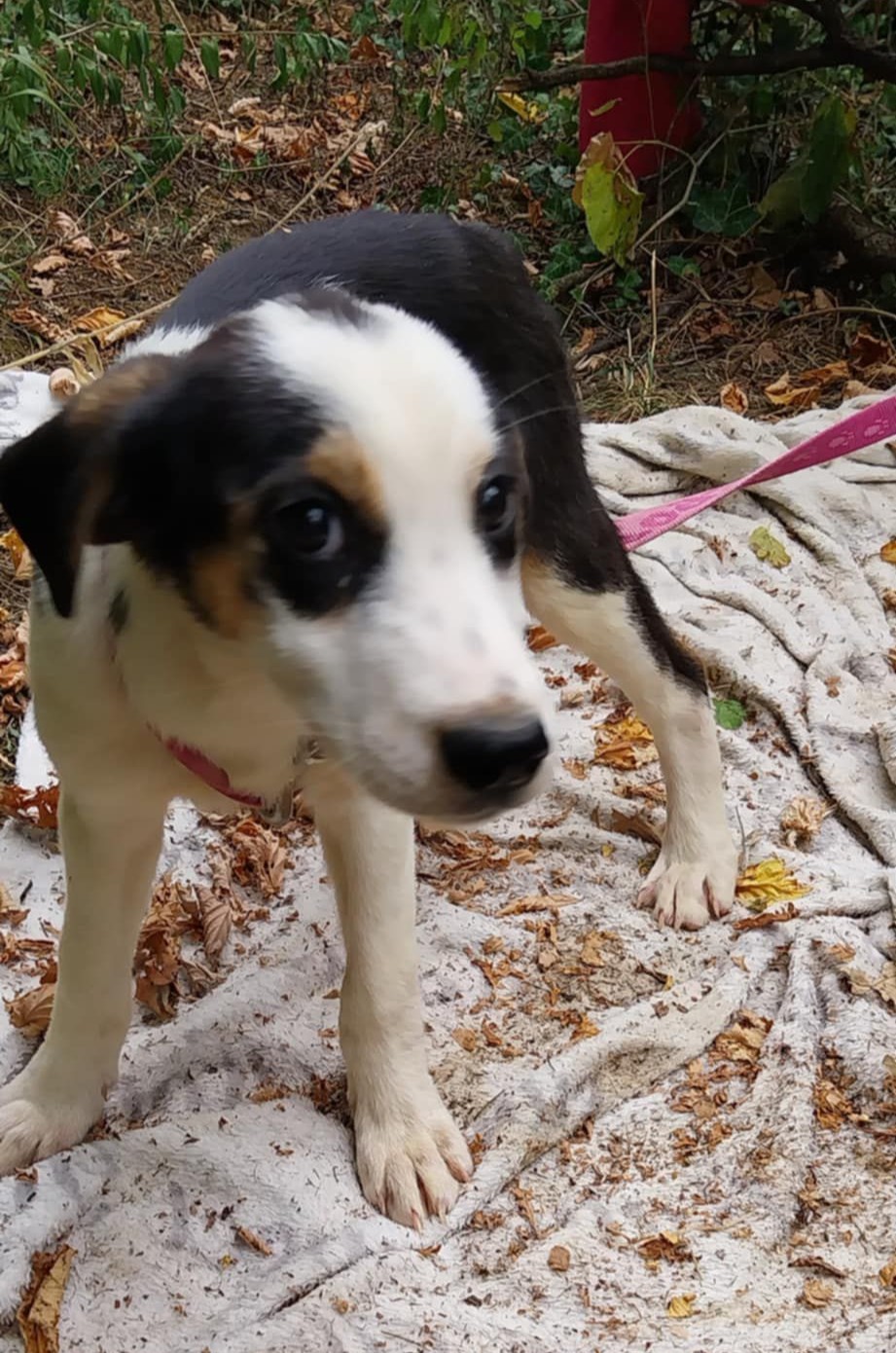 Liebes Hundekind „BELLA“, ca. 06.2025 geboren, sucht Körbchen.