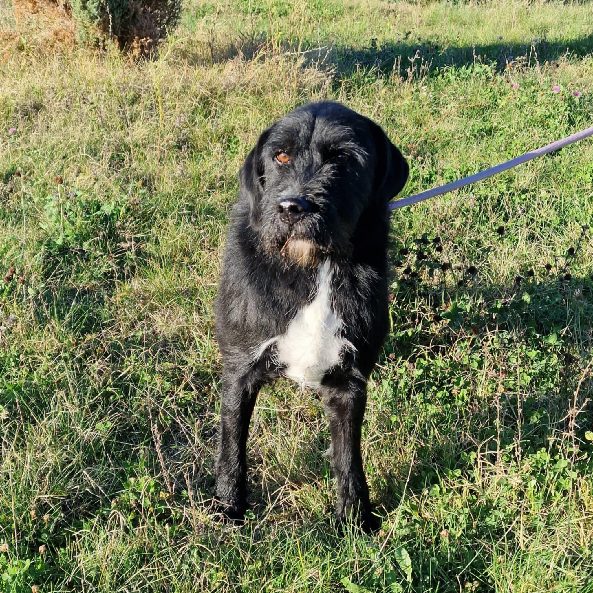 Kinderlieber, verträglicher Schnauzer-Mischling „Brko“, 01.03.2016 geboren.