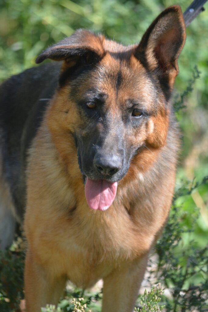 Sehr liebe, imposante Schäferhündin „Doris (II)“, ca. 2021 geboren, sucht Schäfifreunde.