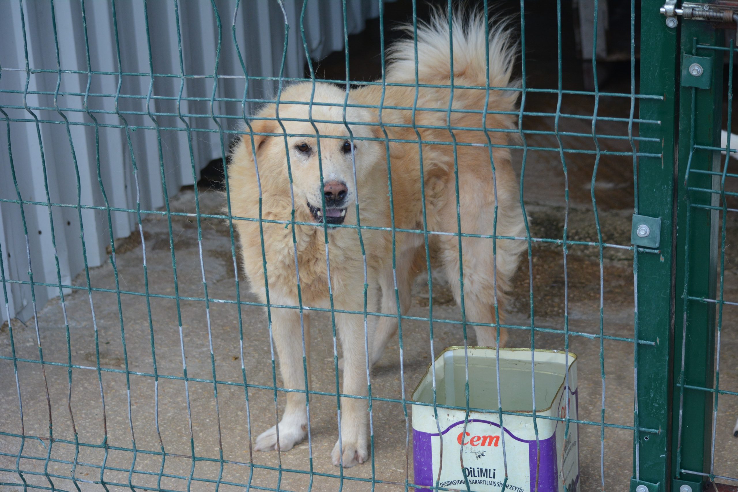 „DUKE“ will nur noch raus, sehr lieber Mischling, ca. 2021 geboren.