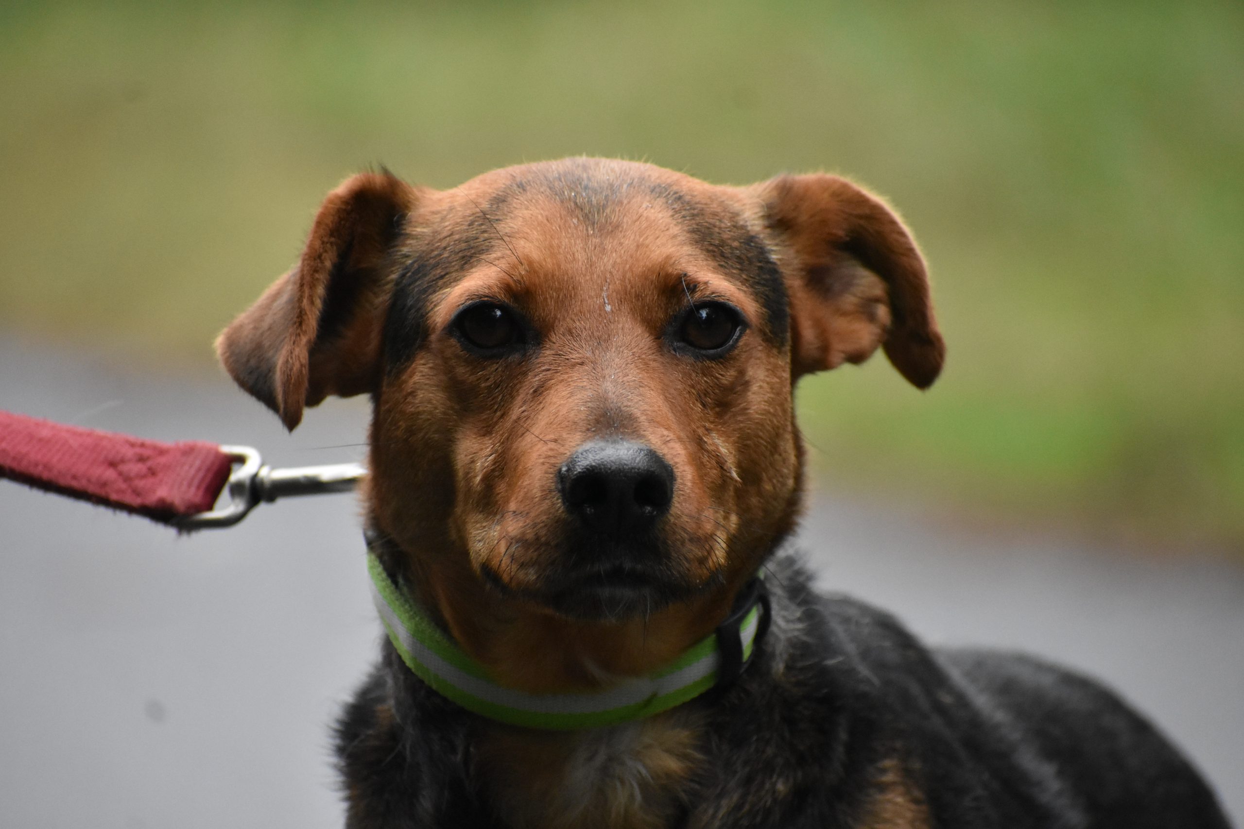 Lieber Mischlingsrüde „Felix“, ca. 2021 geboren, gut verträglich.