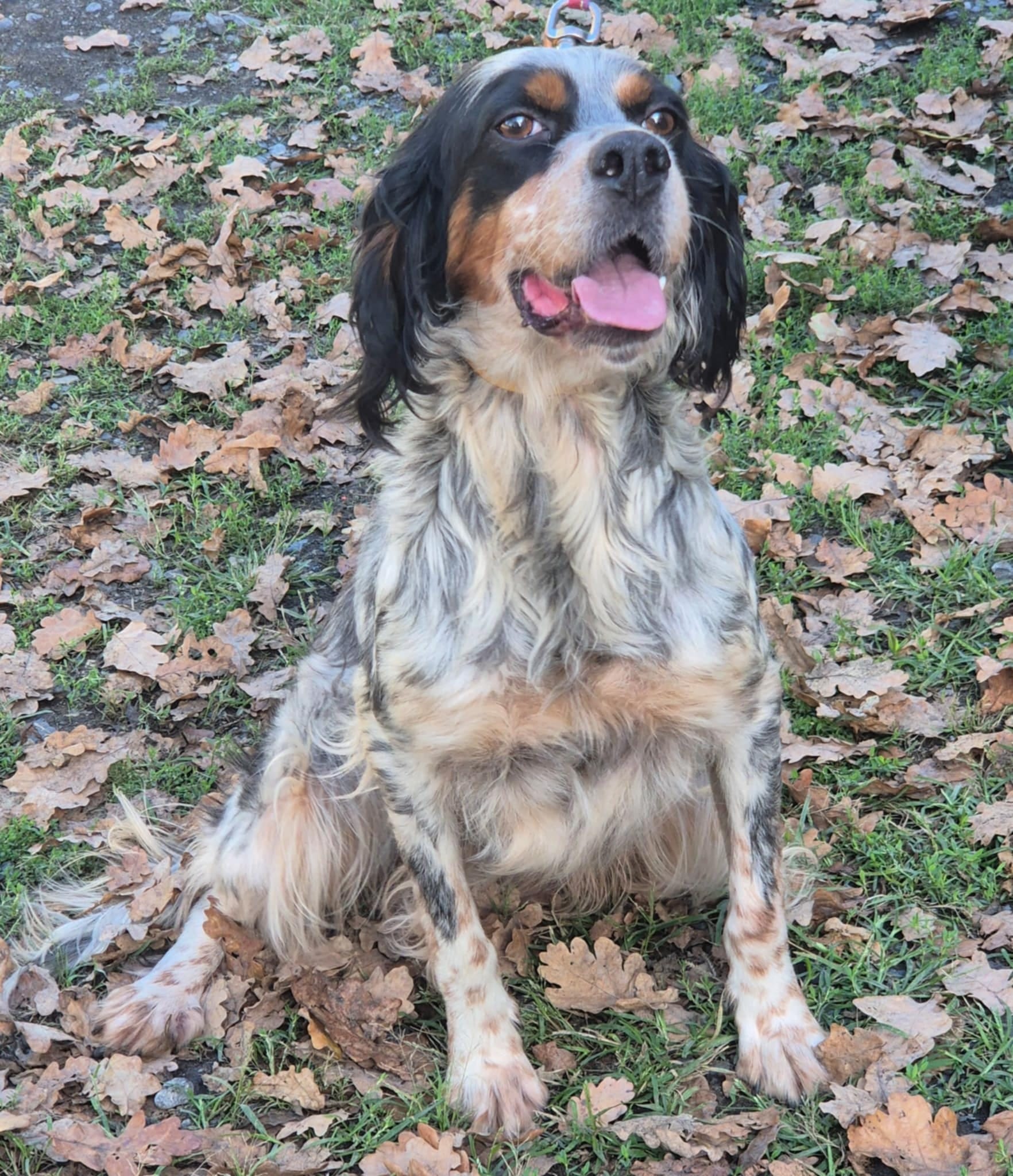 „Flora“, English Setter Hündin, ca.  2018 geboren.