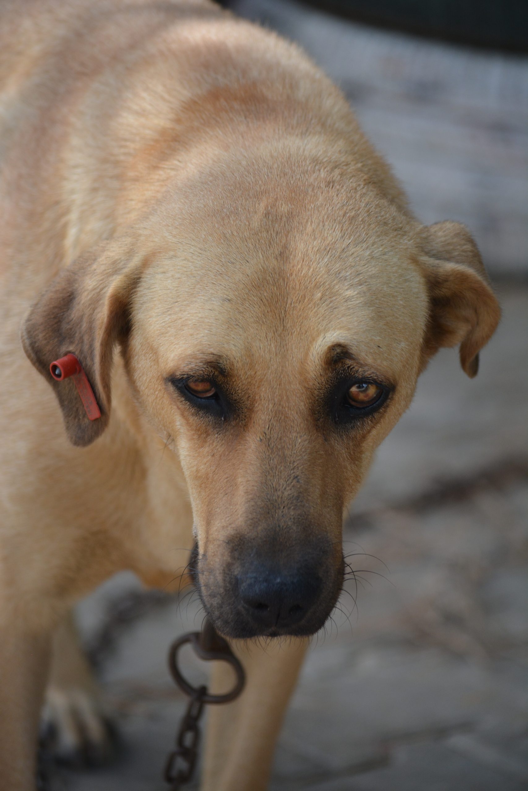 Sehr liebe und ruhige Hündin „FRIDA (II)“, sanft, ca. 2021 geboren.