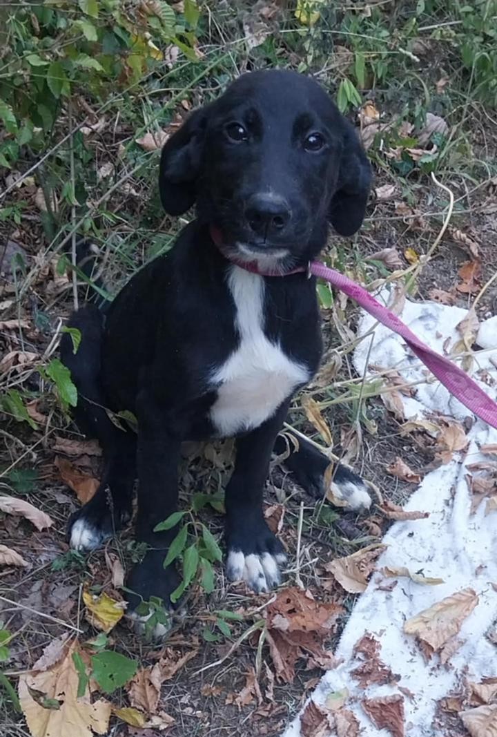 Liebes Hundekind „FRIDOLIN“, ca. 05.2025 geboren, sucht Körbchen.