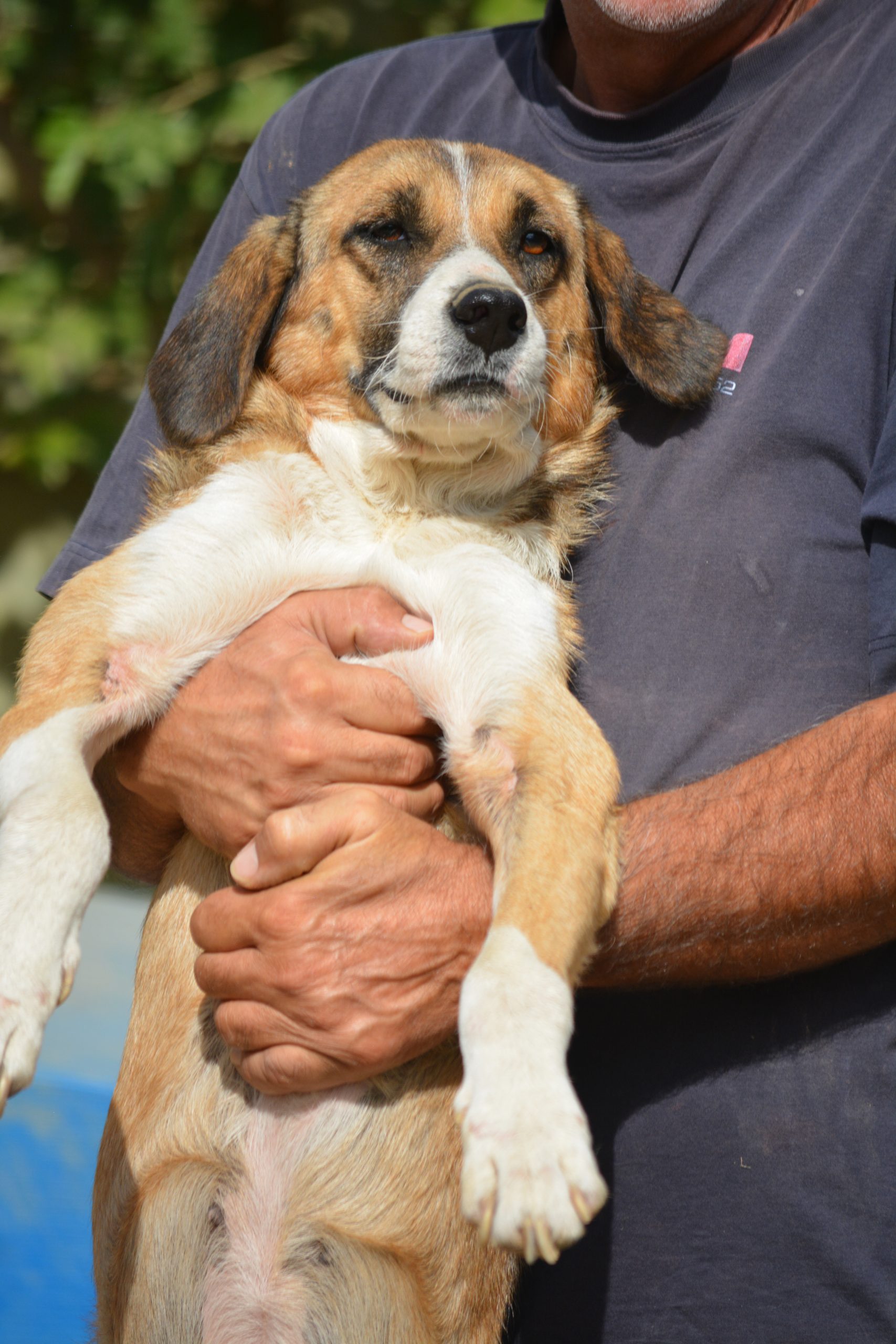 Sehr liebe, noch ängstliche Hündin „Gracie“ sucht ein ländliches Zuhause, ca. 2022 geboren.