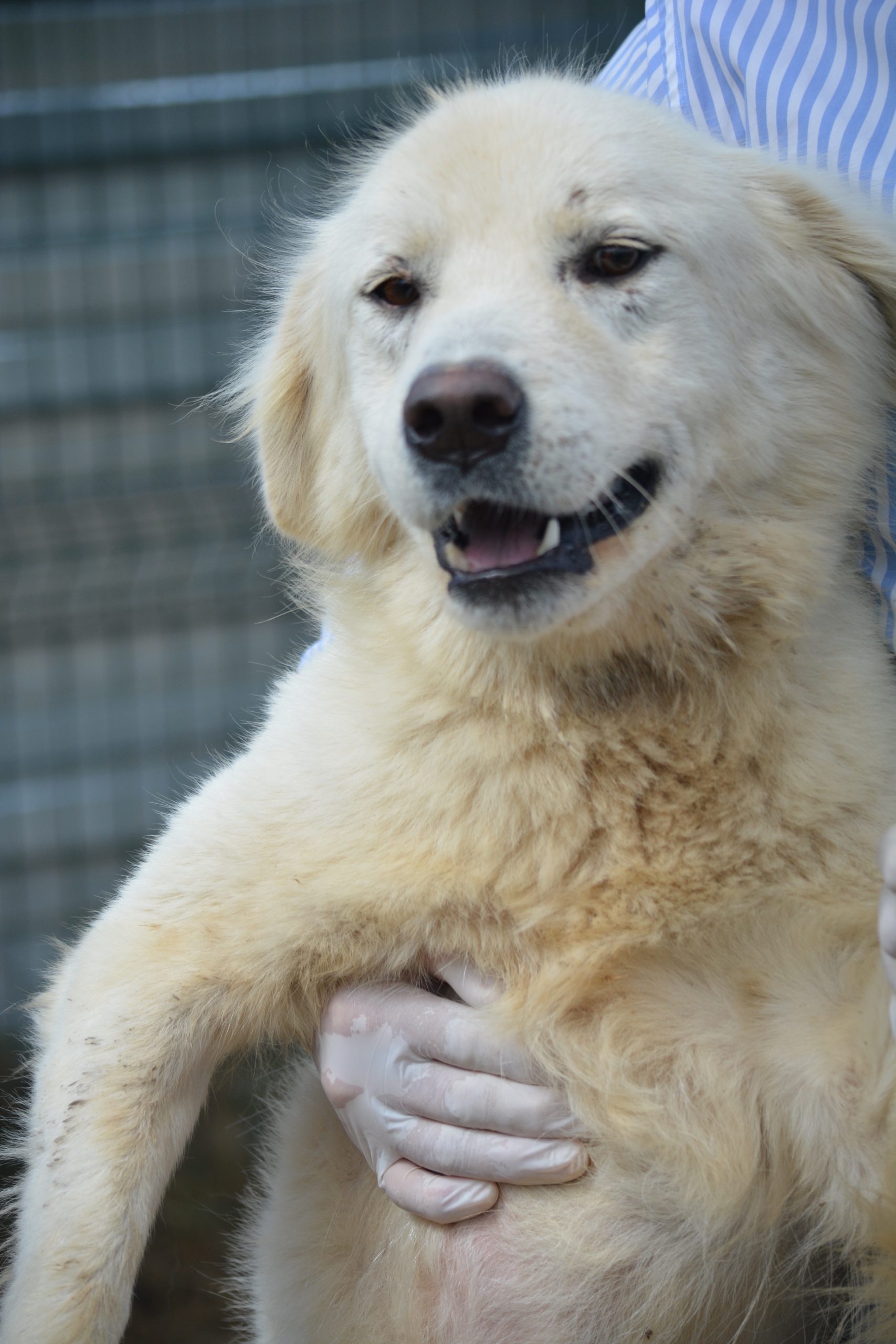 „Hawk“, ca. 2022 geboren, sucht ein Zuhause mit Garten.