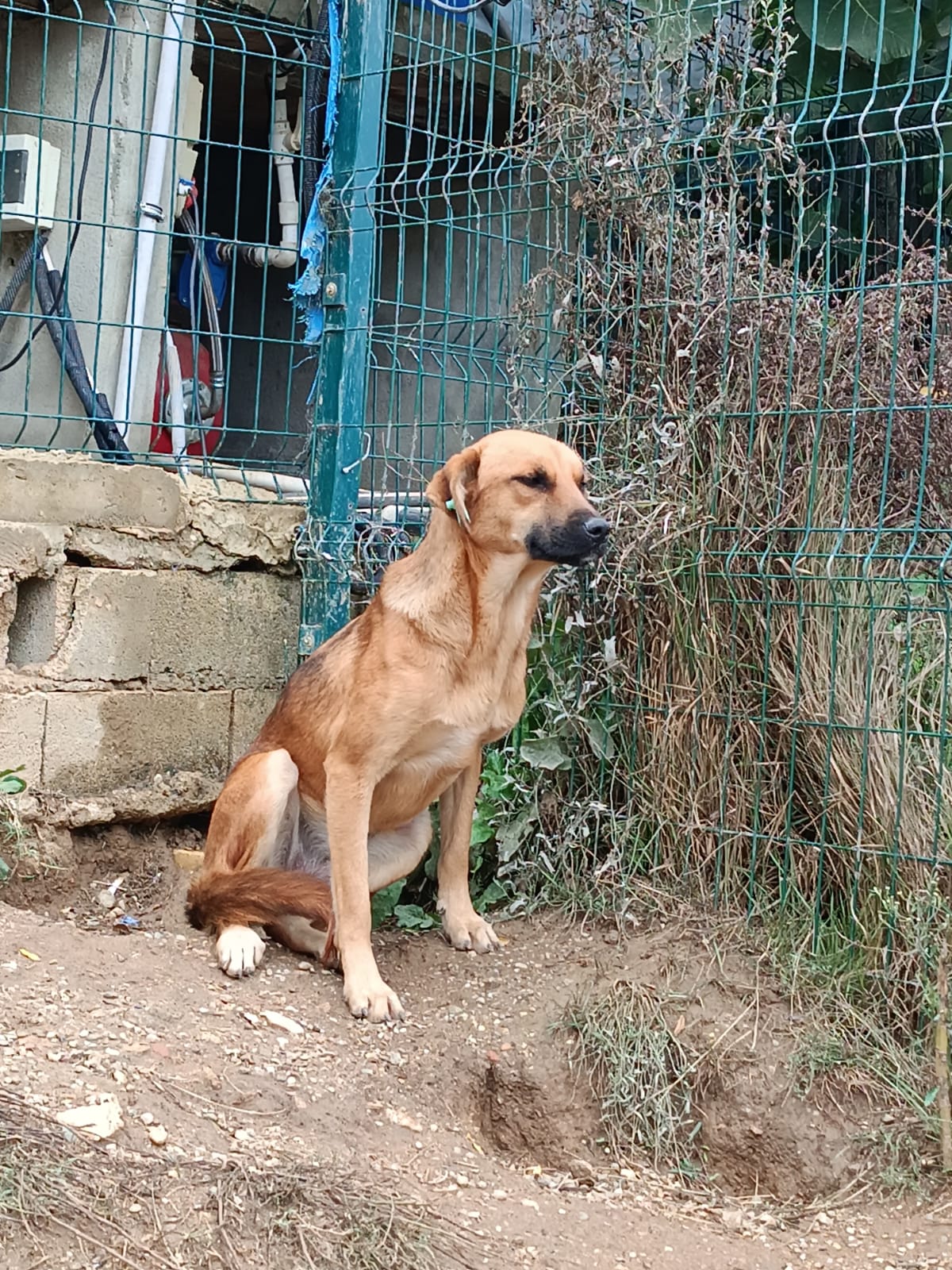„Helene“, ca. 2023 geboren, noch zurückhaltend und scheu, sehr gut verträglich, sucht ein Zuhause wo sie endlich vertrauen darf.