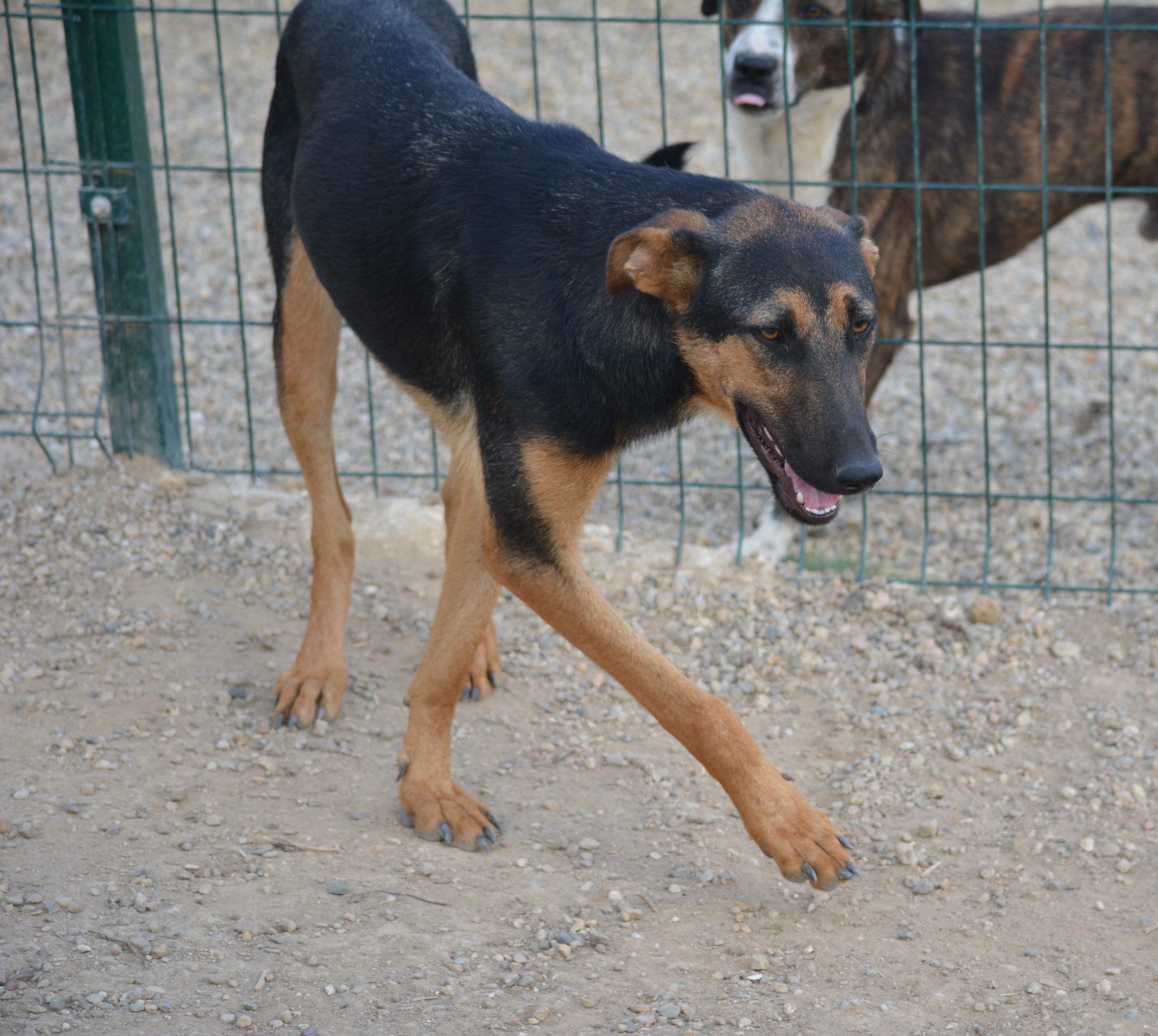 „HELENE (II)“, ca. 2024 geboren, gut verträglich, noch sehr ängstlich.
