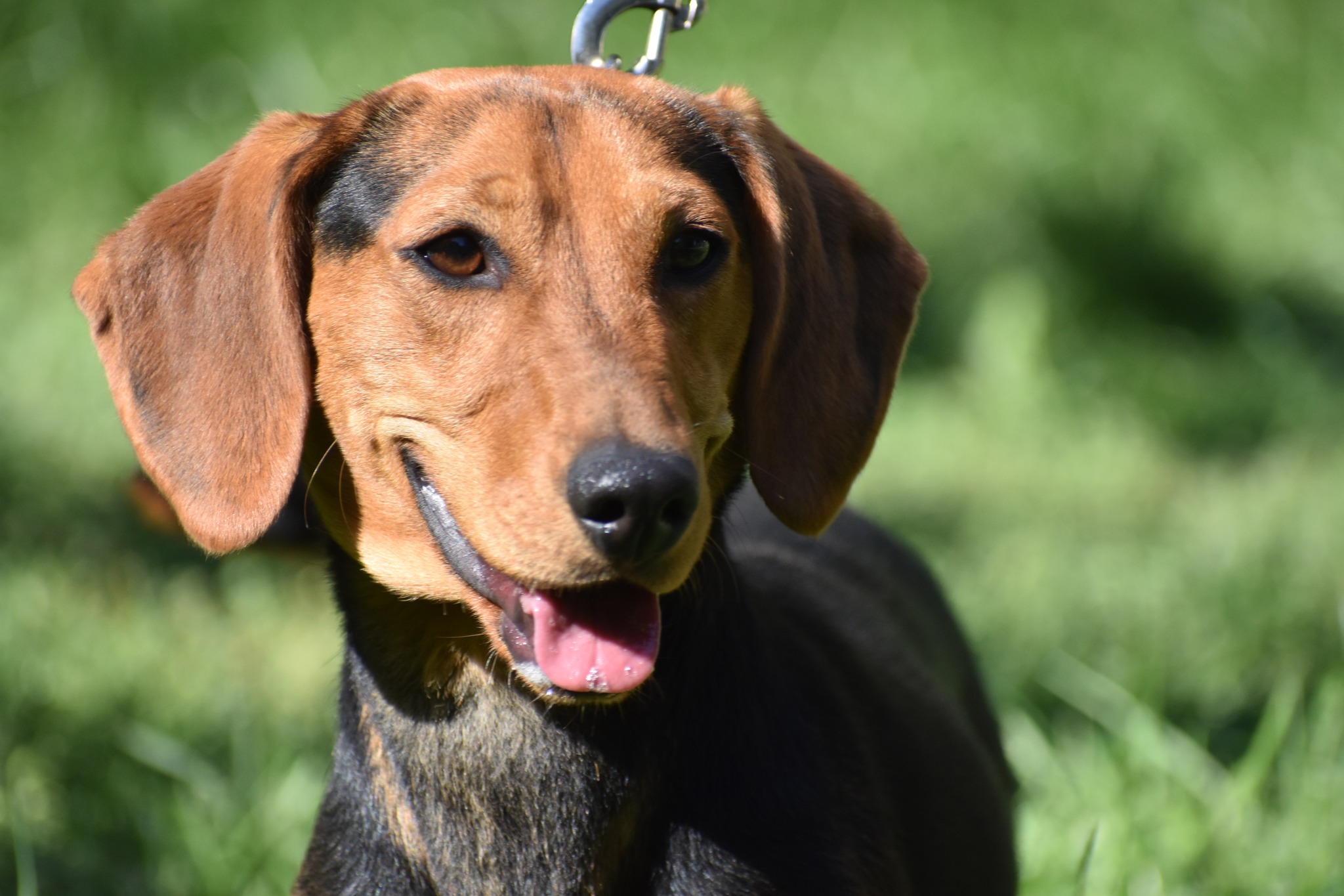 Lieber Dackelrüde „HUBERT“, ca. 2023 geboren, sucht Körbchen.