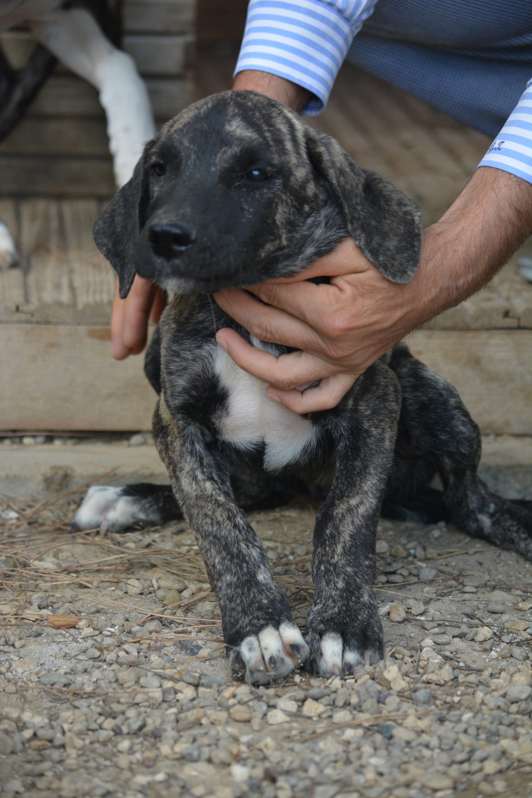 ***Reserviert*** Verspielter Junghund „KONRAD“ sucht ein liebes Zuhause, ca. Frühjahr 2025 geboren.