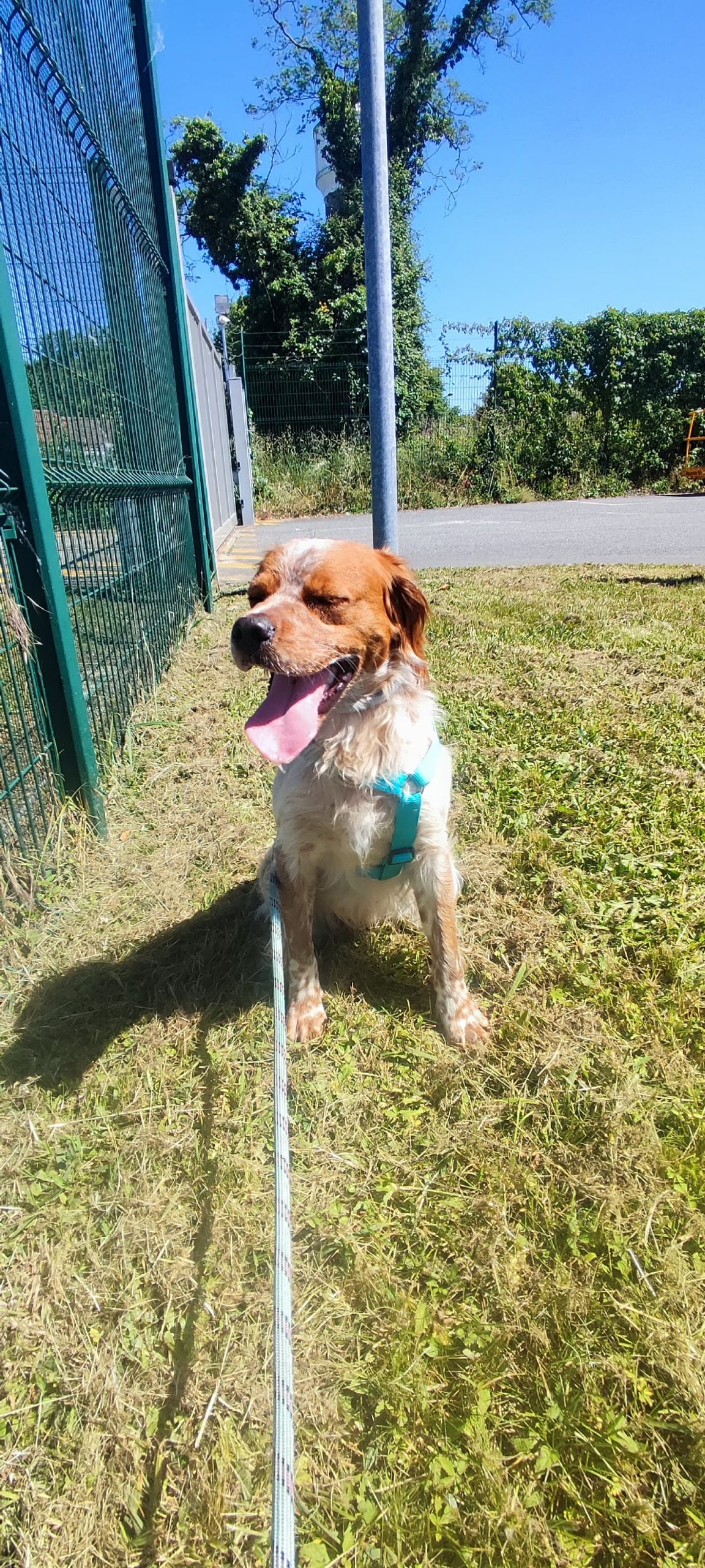 „Leffy“, Epagnuel Breton Rüde, ca. 2024 geb.
