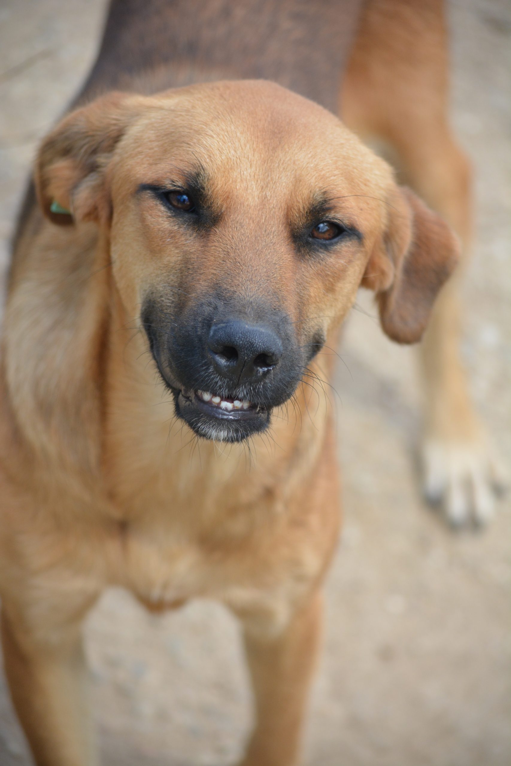 „Leyla“, ist eine ruhige und verträgliche Hündin, ca. 2022 geboren
