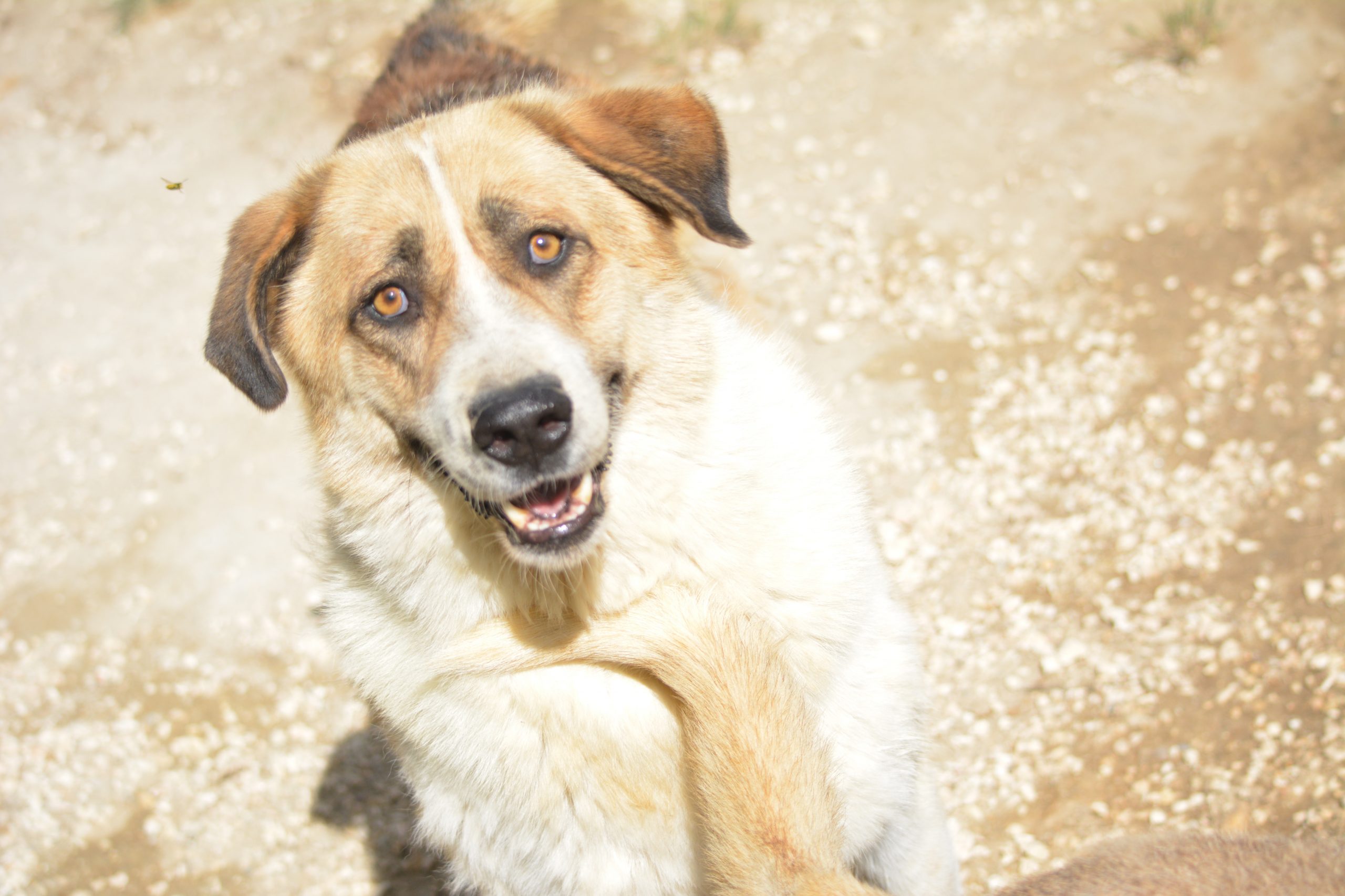 Lilly, ca. 2022/2023 geboren, sucht ein Zuhause mit Garten und gerne mit Artgenossen.