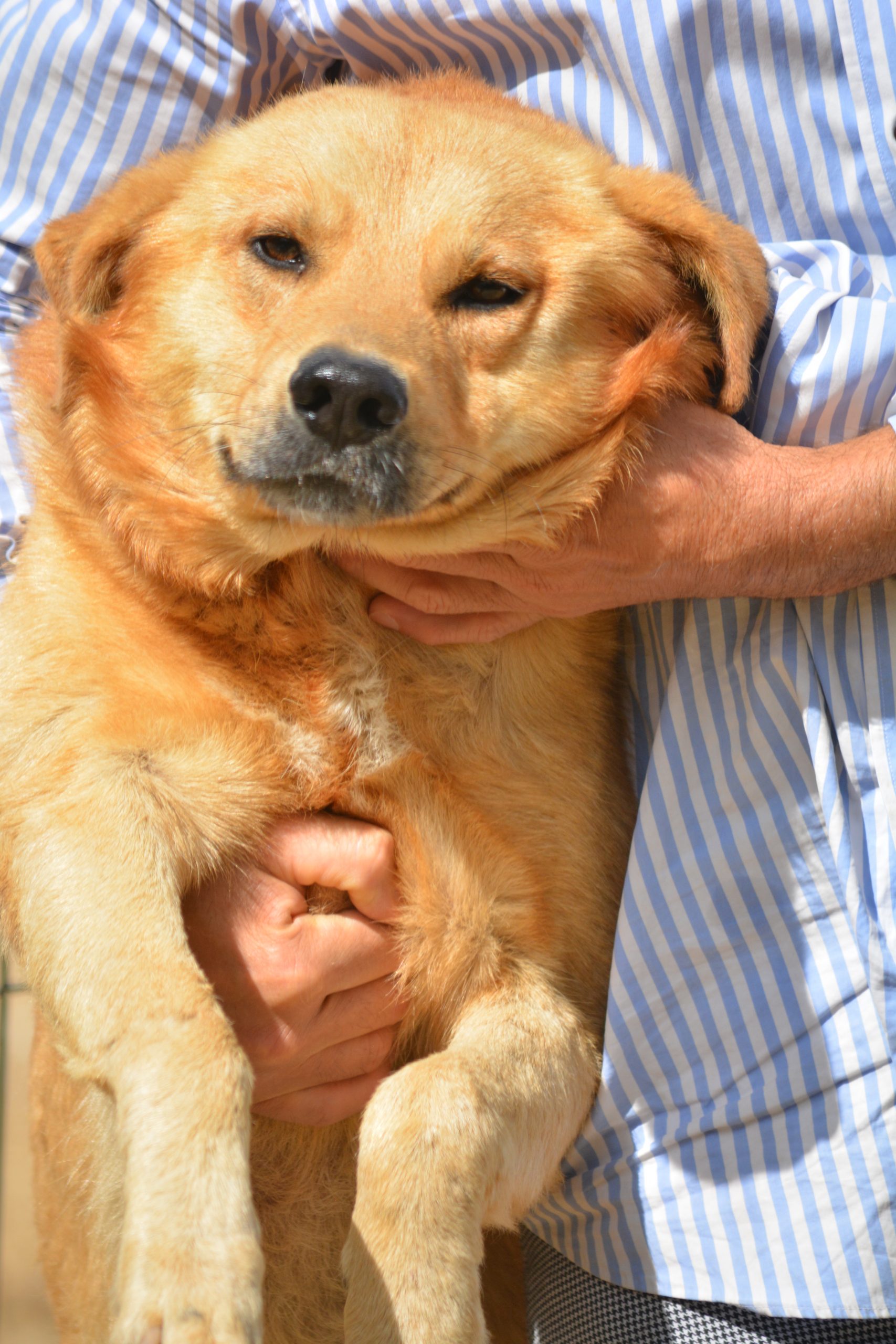 „Loki“, ca. 2022 geboren, sucht ein Zuhause mit Garten und gerne mit Artgenossen.