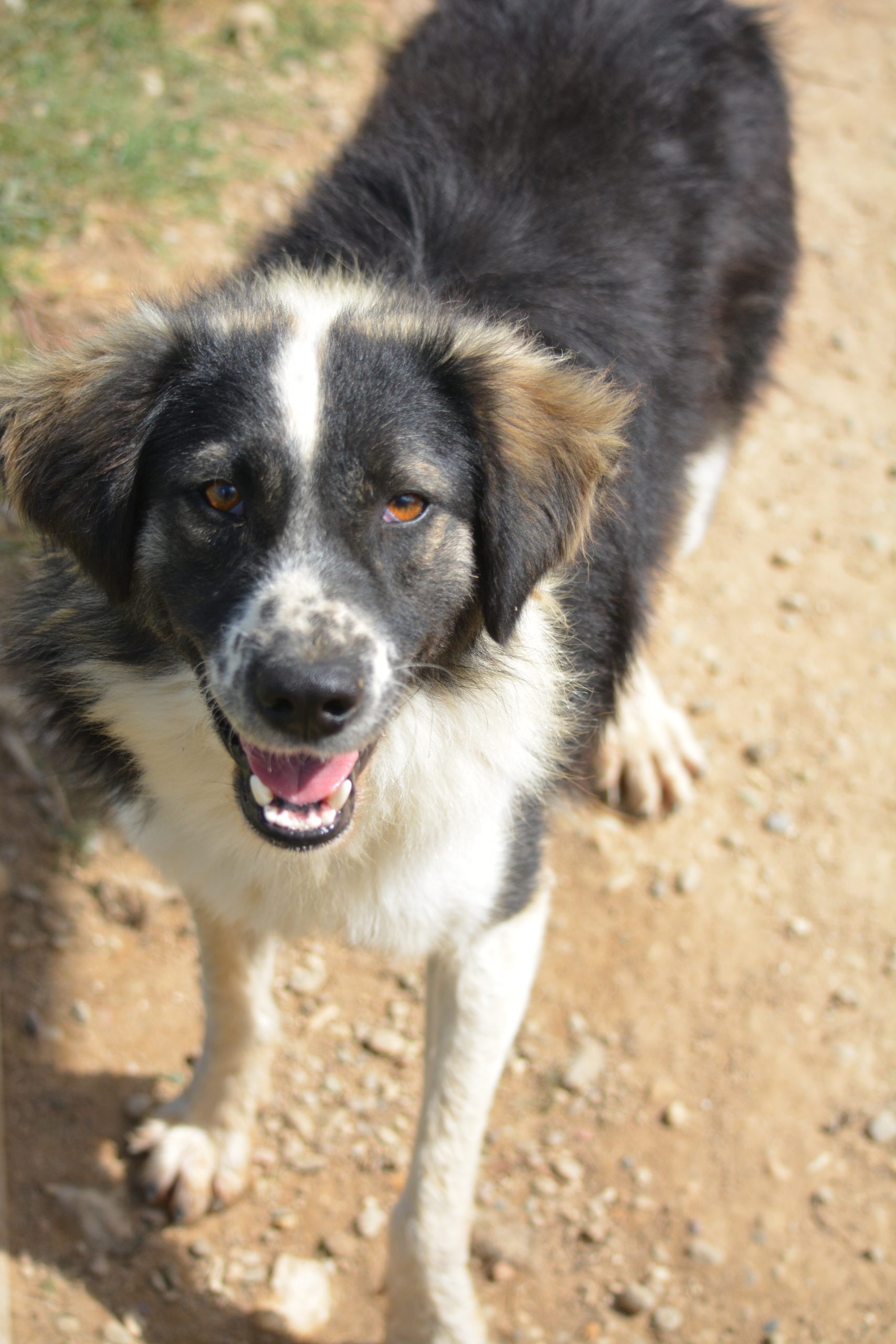 „Lumpi (II)“ (Rüde), ca. 2023 geboren, gut verträglich.