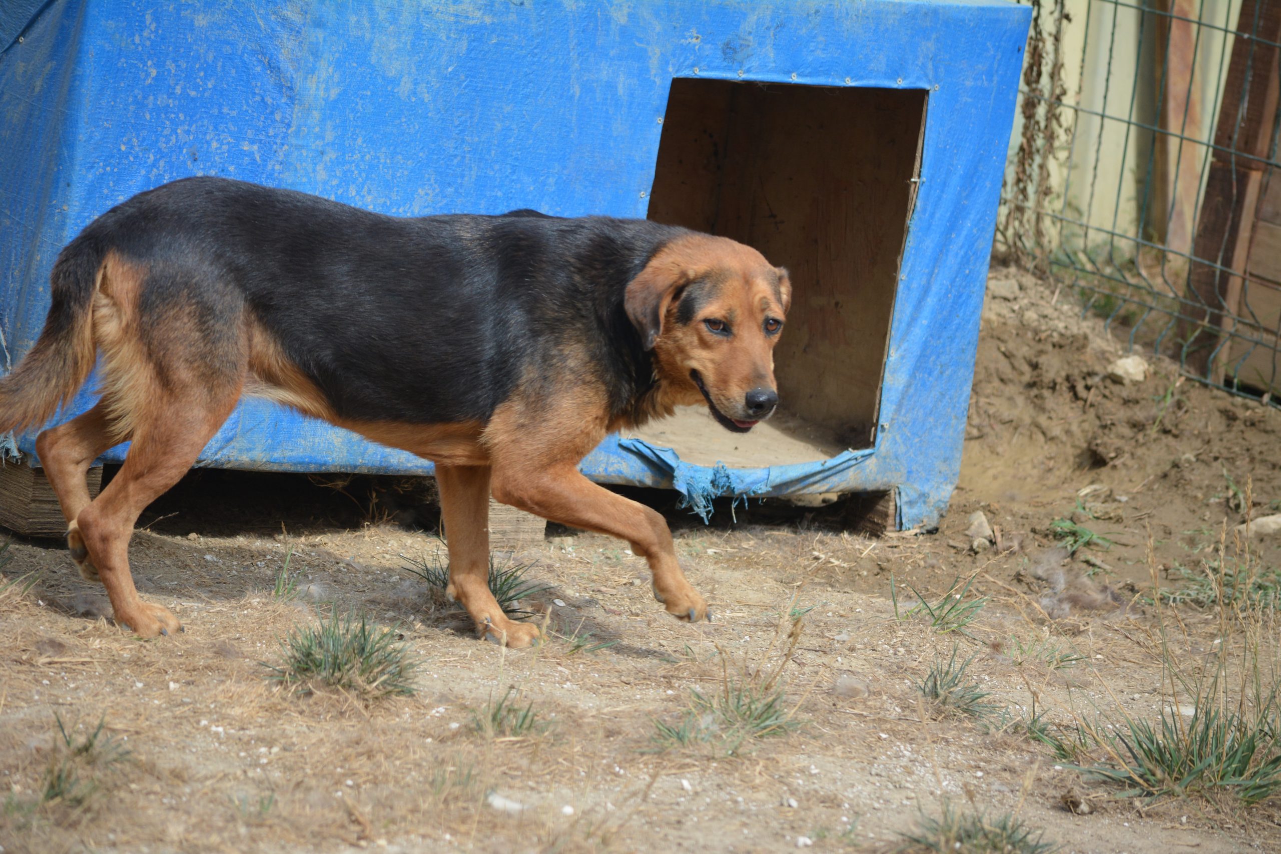 „Luna“, ca. 2022 geboren, gut verträglich, zurückhaltend, ruhig.