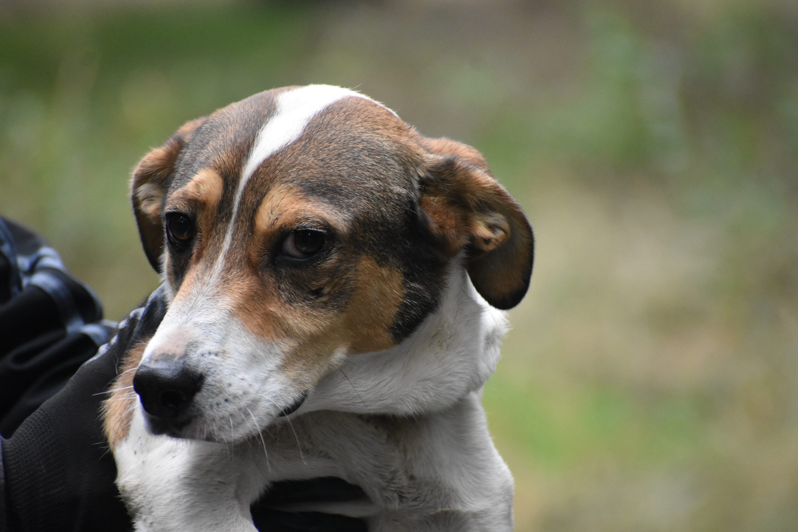 Lieber Mischlingsrüde „Manni (Menhért)“, ca. 12.2021 geboren, gut verträglich.