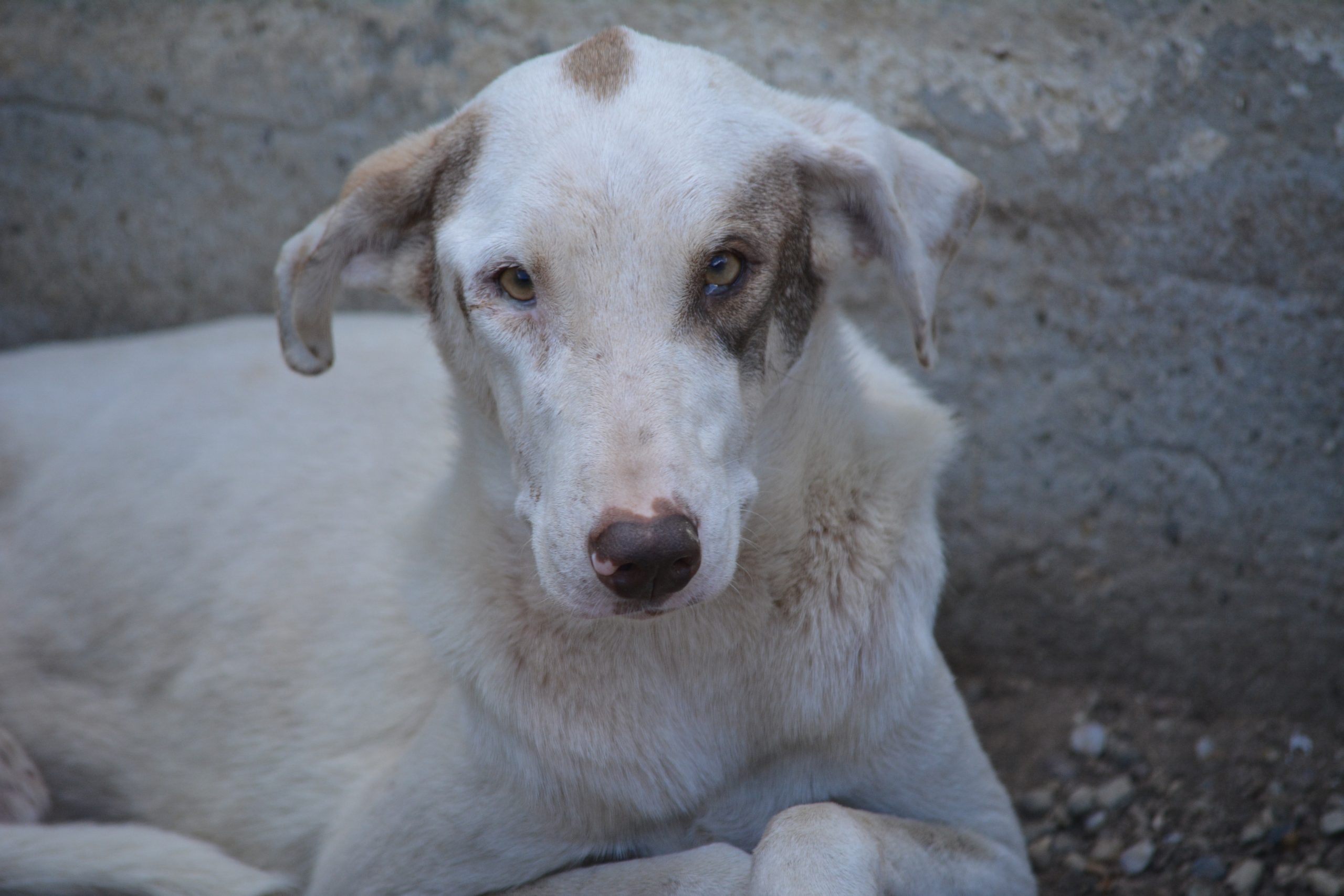 „Merle“, ca. 2022 geboren, wurde fast verhungert gefunden. Sehr lieb.