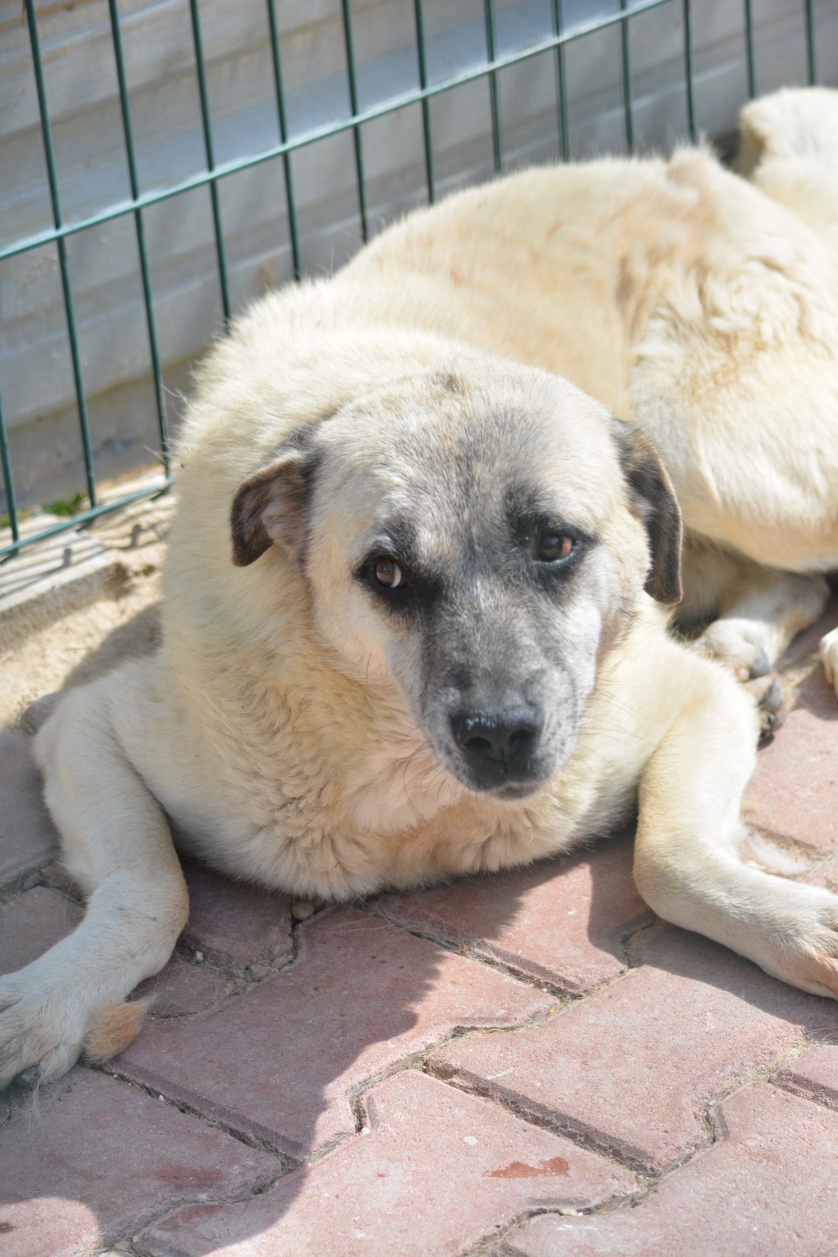 „Milo“, ruhiger und zurückhaltender Kangalrüde, ca. 2022 geboren, gut verträglich, sucht Menschen mit Rasse Erfahrung.