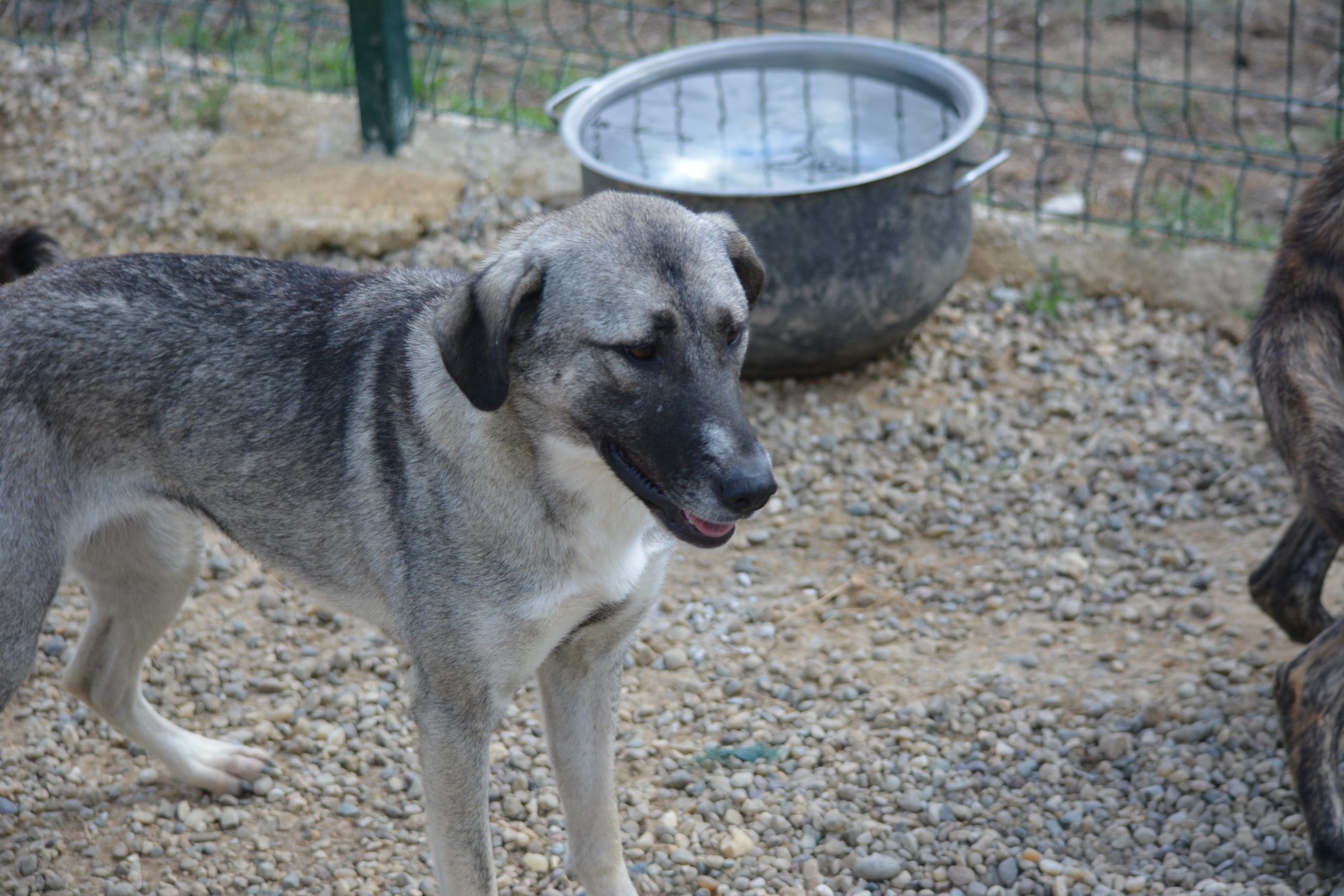 „Nayala“ sucht ein Zuhause. Ca. 2023 geboren, Kangal-Mischling, sehr gut verträglich.