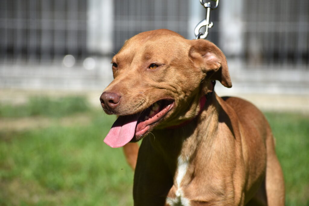 „Pedro“, lieber Vizsla Rüde, ca. 09.2024 geboren, gut verträglich.